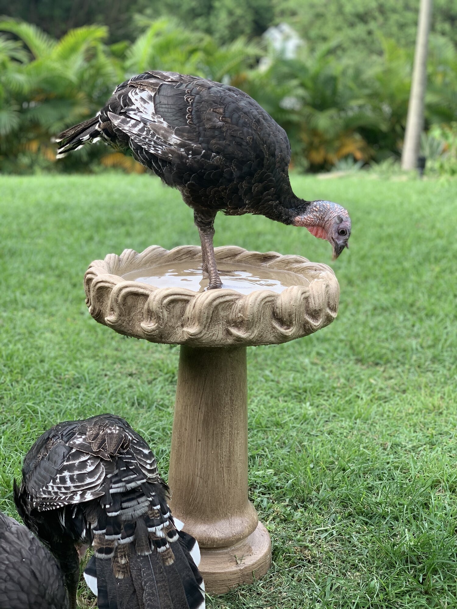 Thirsty turkey