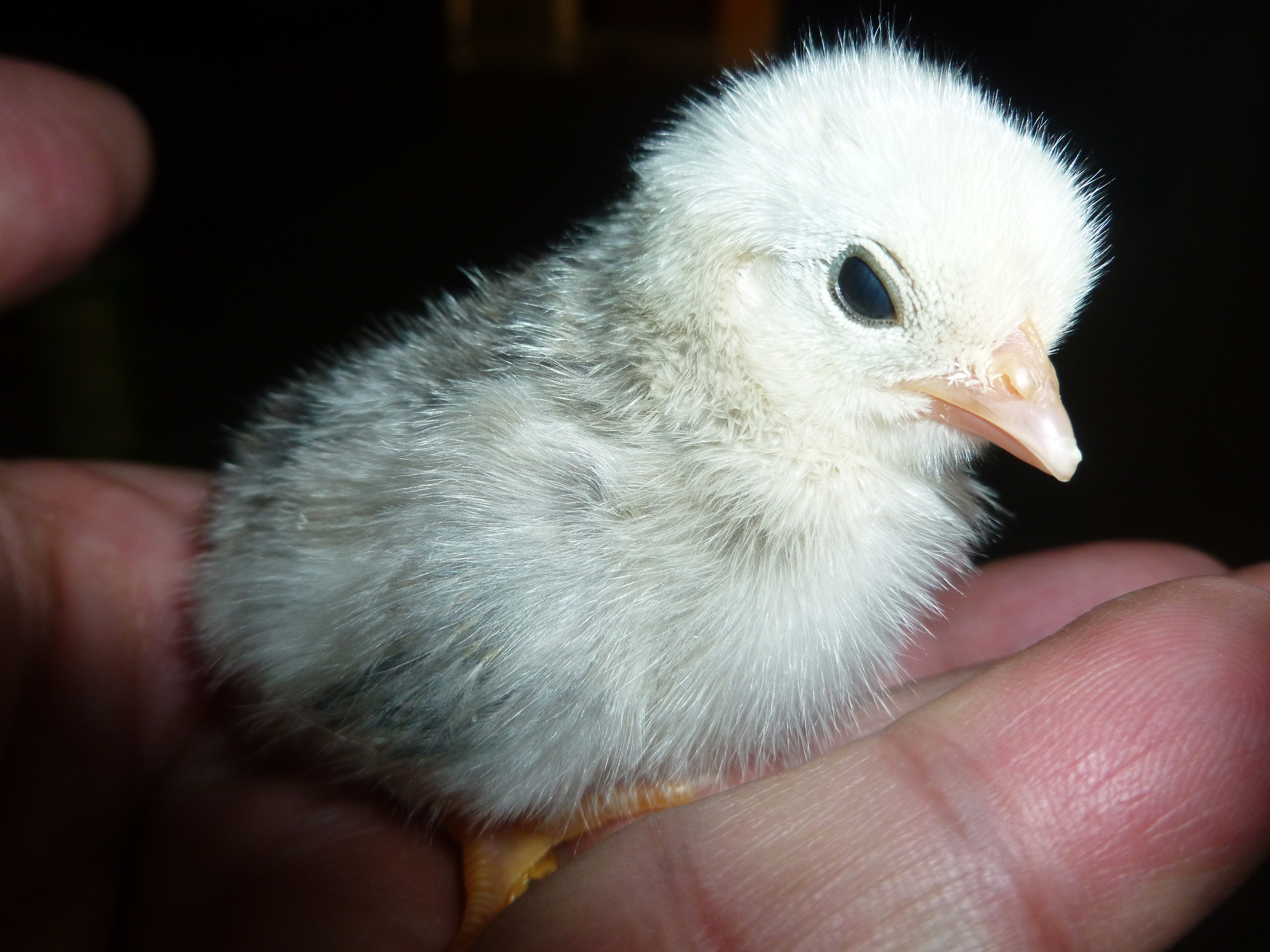 This 2013 chick, grew into a nice pullet, she is currently being housed in the pullet growing coop and will be added to the 2014 breeder coop. She matured into a nice Columbian.