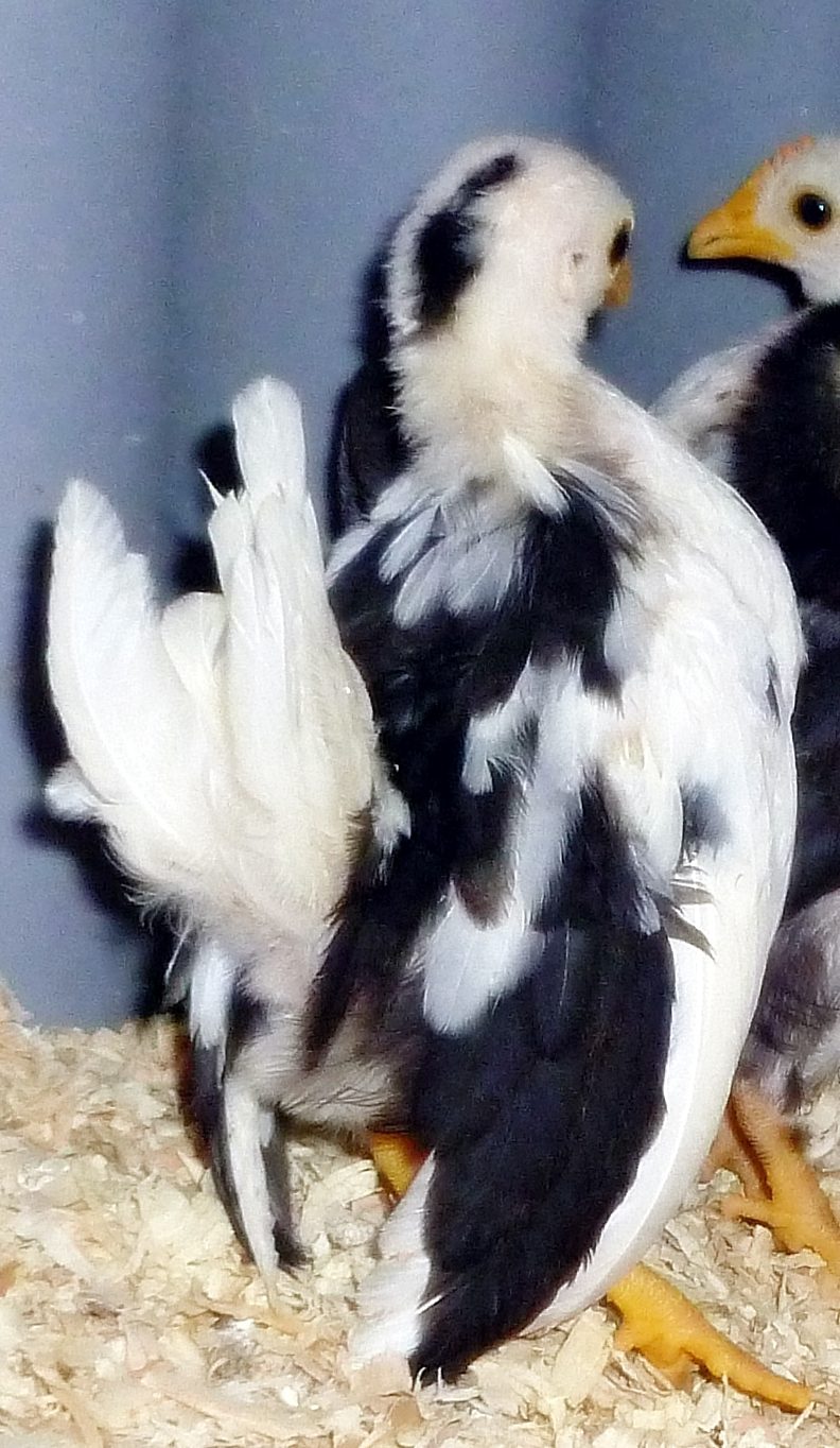 This 2013 chick has our typical mottled pattern .She comes out of an exchequer hen and a white on black mottled roo.