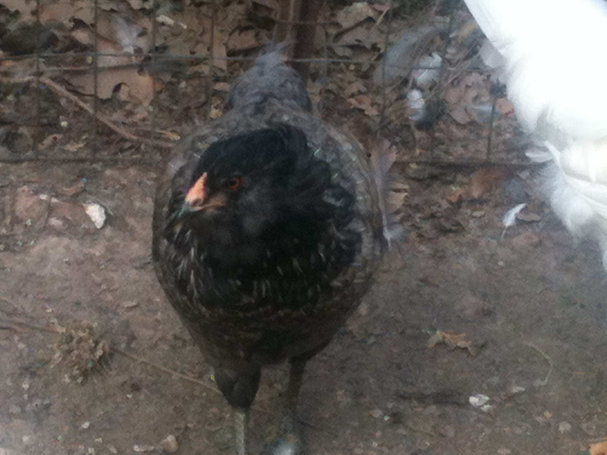 this a easter egger named rosie she is 4 monthes old