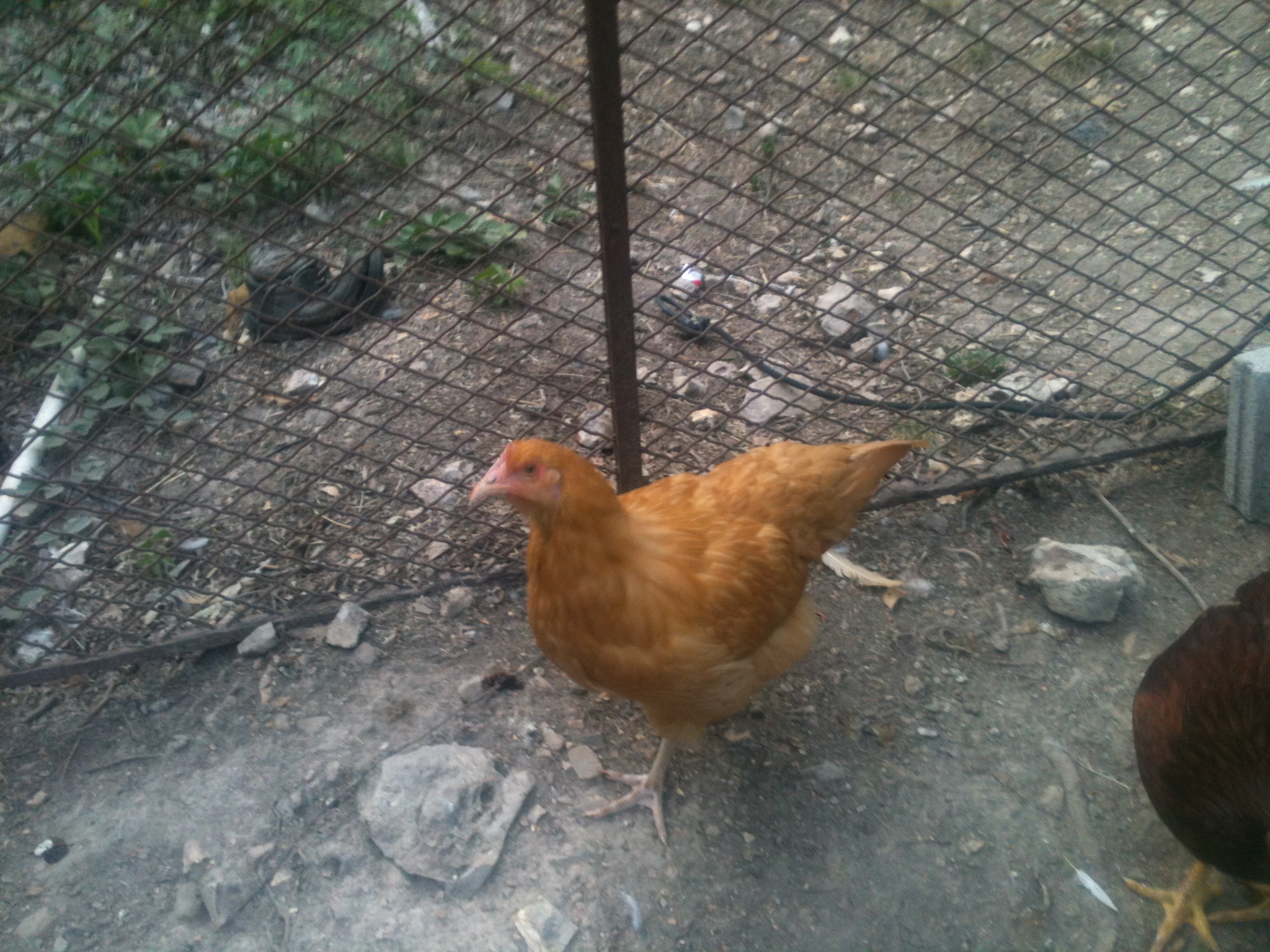 this a easter egger pullet named dusty she is 4 monthes old