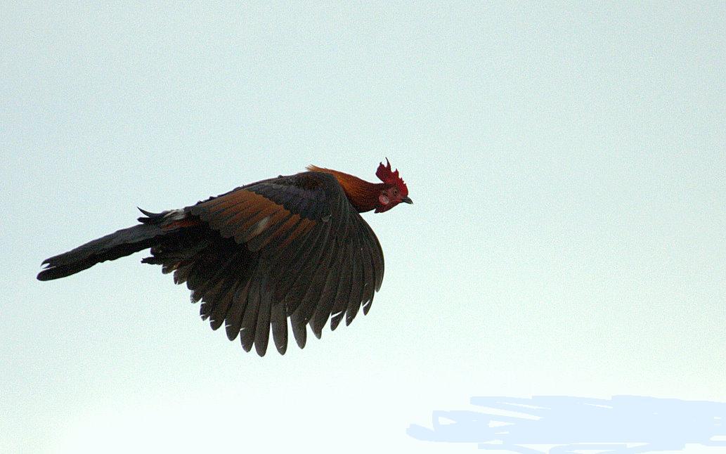 This adult male red jungle fowl in flight over river as it is after the jungle hen that flew across the river.
