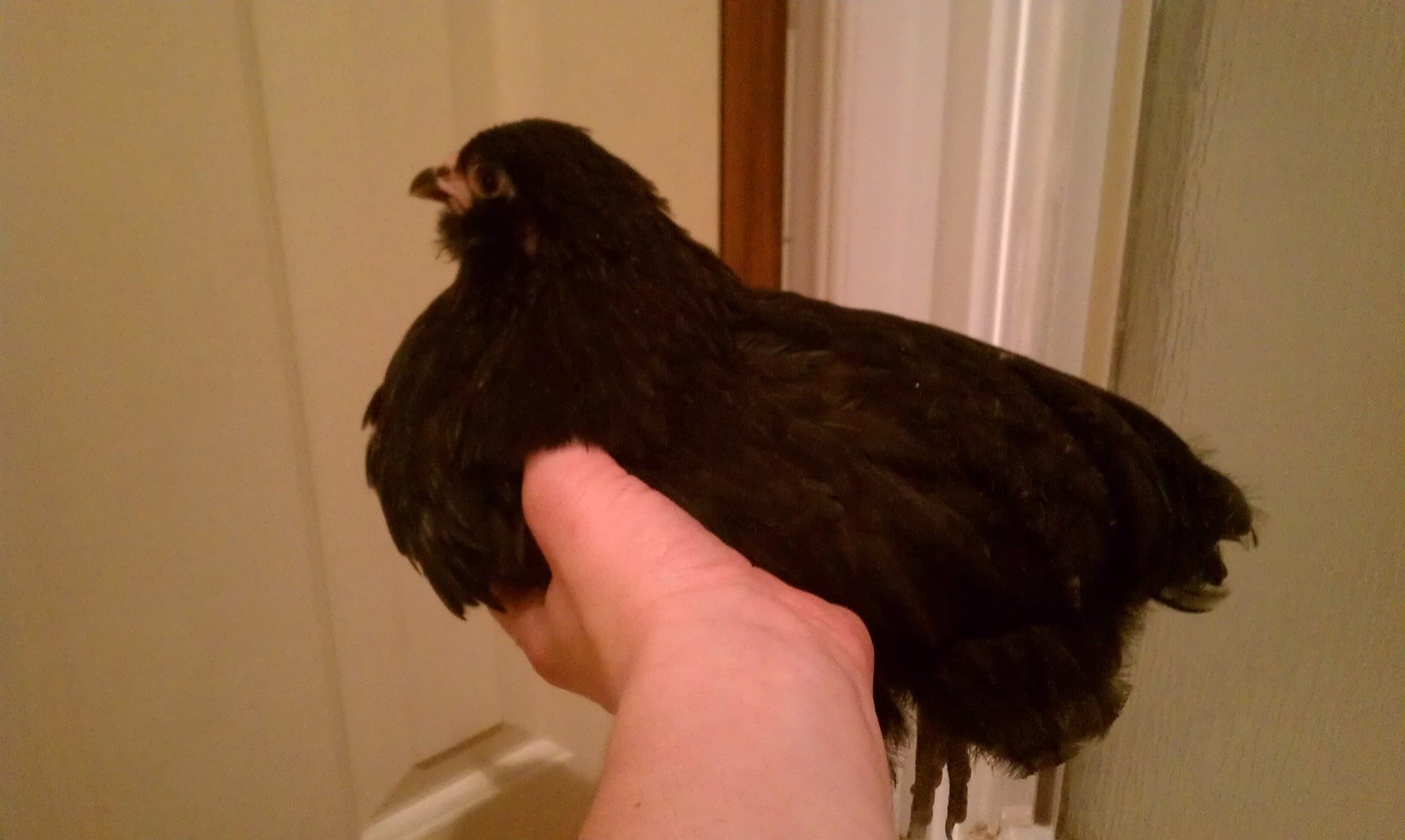This Ameraucana won't sit still to take a pic for me unless I'm holding "her".