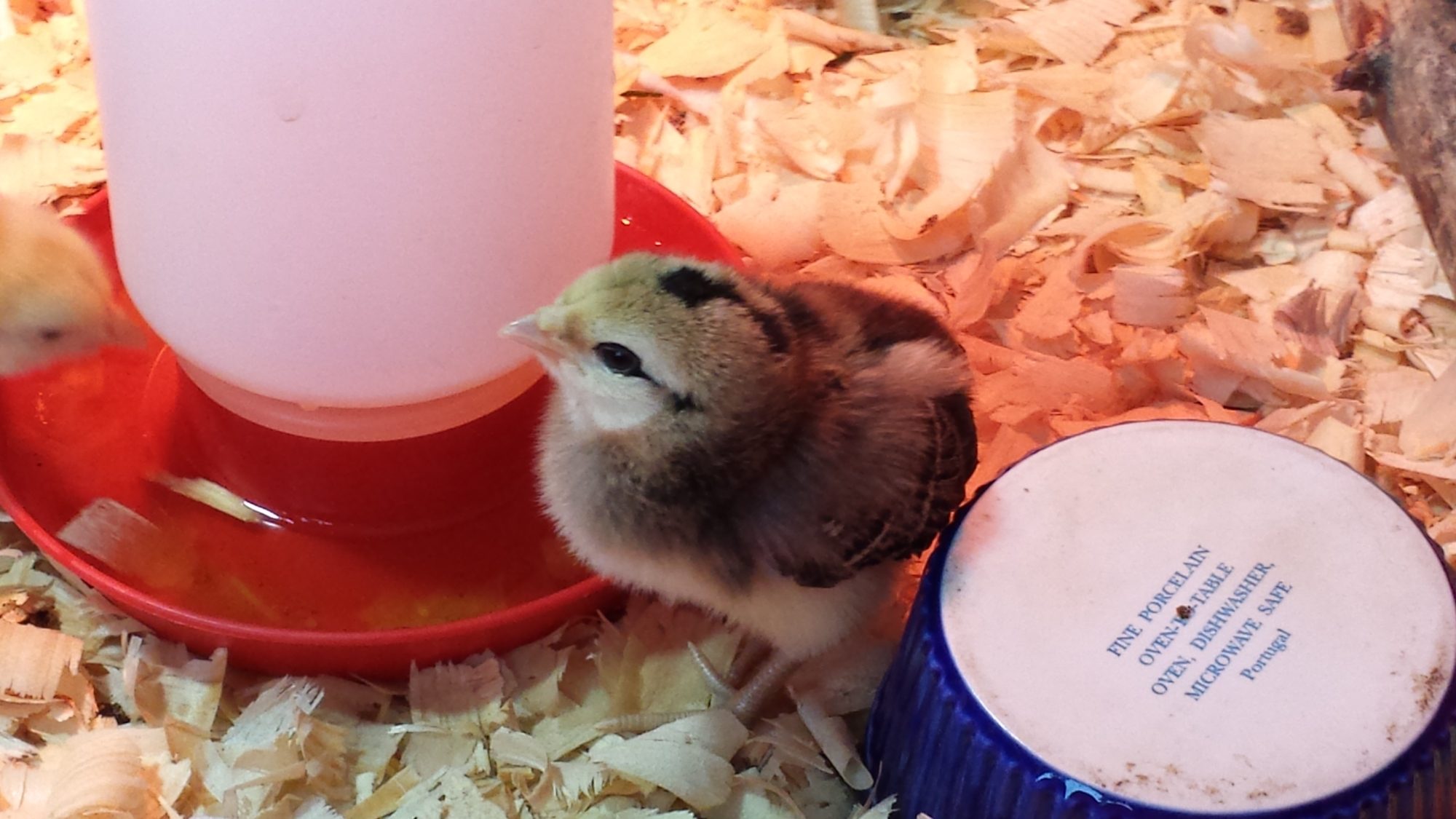 This Americana is named arrow because of the arrow on top of its head.
This one is my favorite.