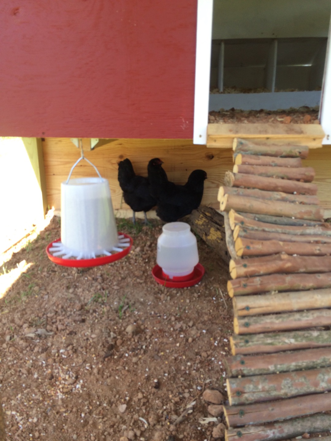 This and That hanging out under the Coop right after I put them in.