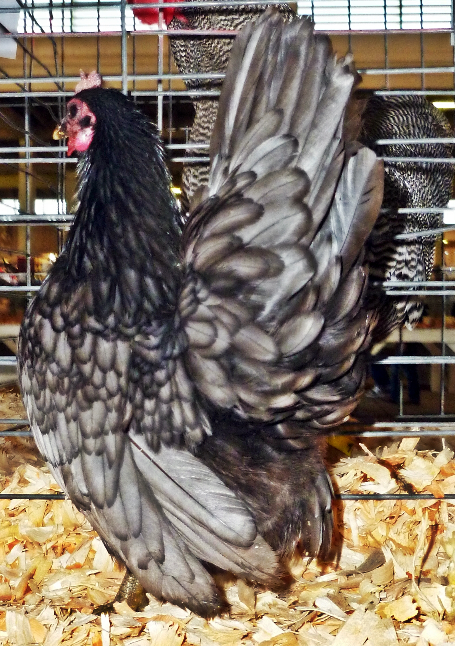 This angle helps a little to see her attributes, she is a beautiful bird, and we are hoping she throws some big breasted birds, it seems the judges are really wanting to see big rounded breasts in the Serama.