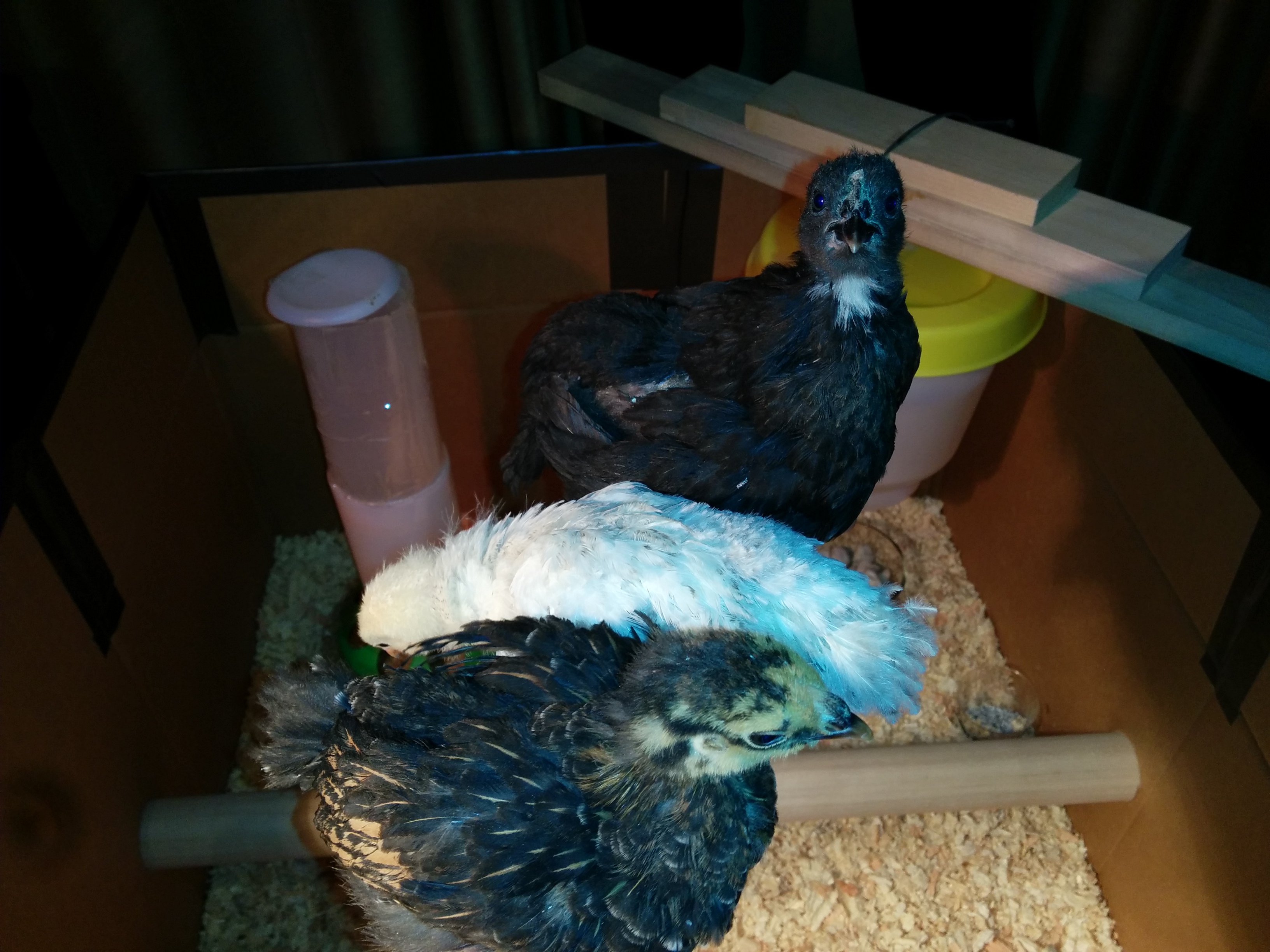 This arm will do just fine for roosting.