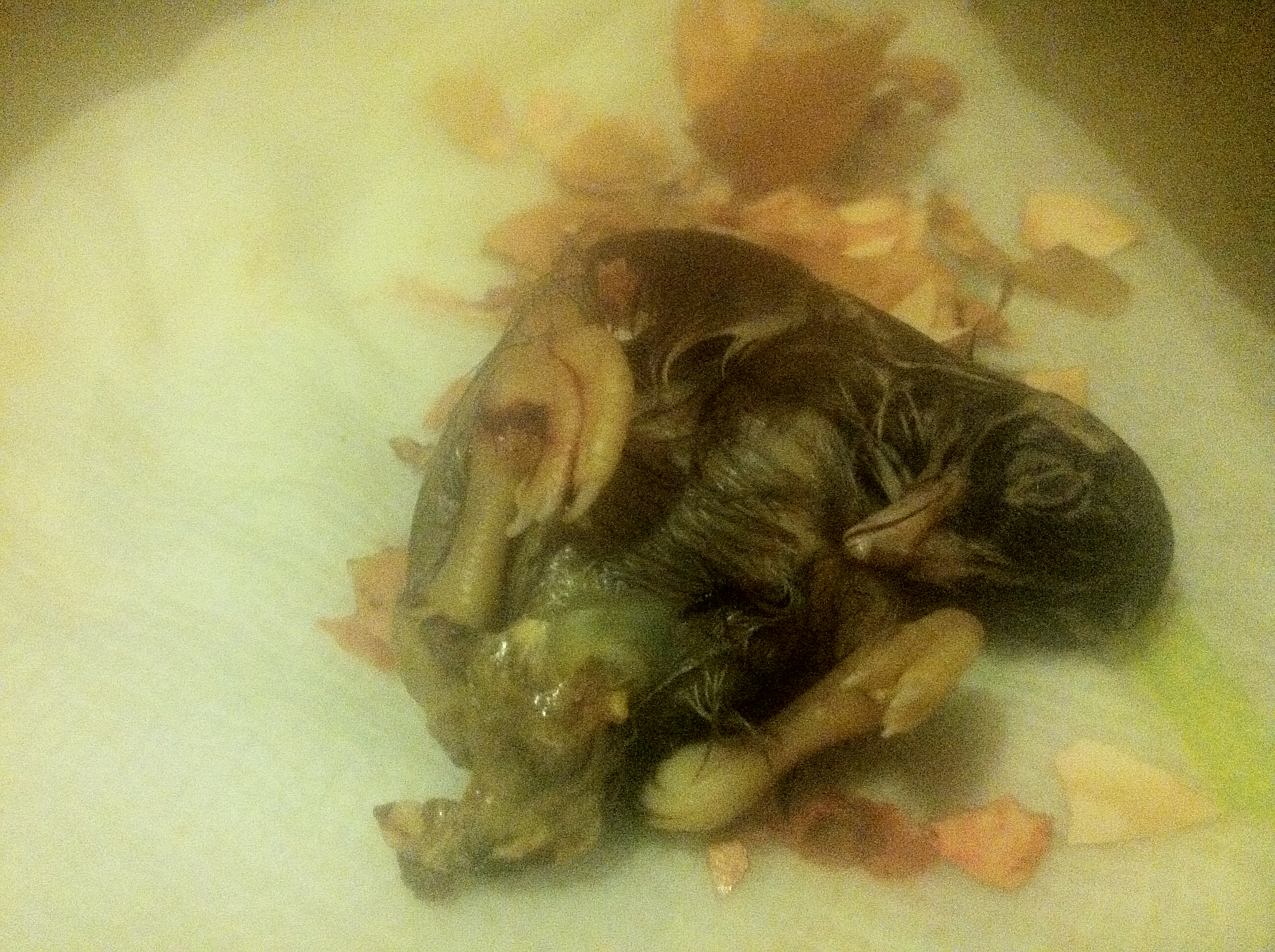 This baby didn't survive to hatch all the way.