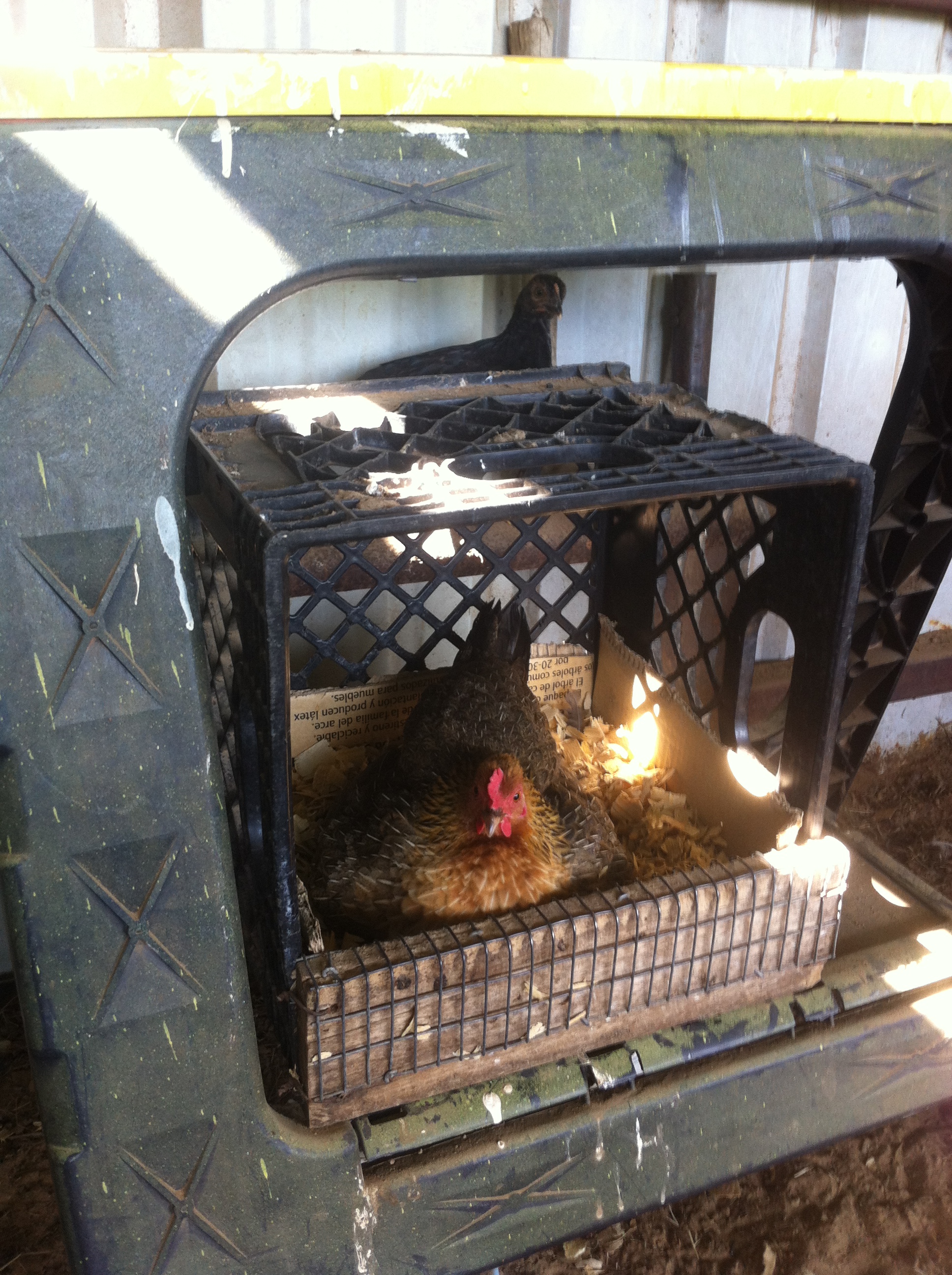 This bantam has started to incubate more eggs. The only problem is the chick behind the nest box is hers! Everyday I go out, her chick is sitting beside or behind her. 

Does anyone know what kind she is. Or is she just a mixed breed.