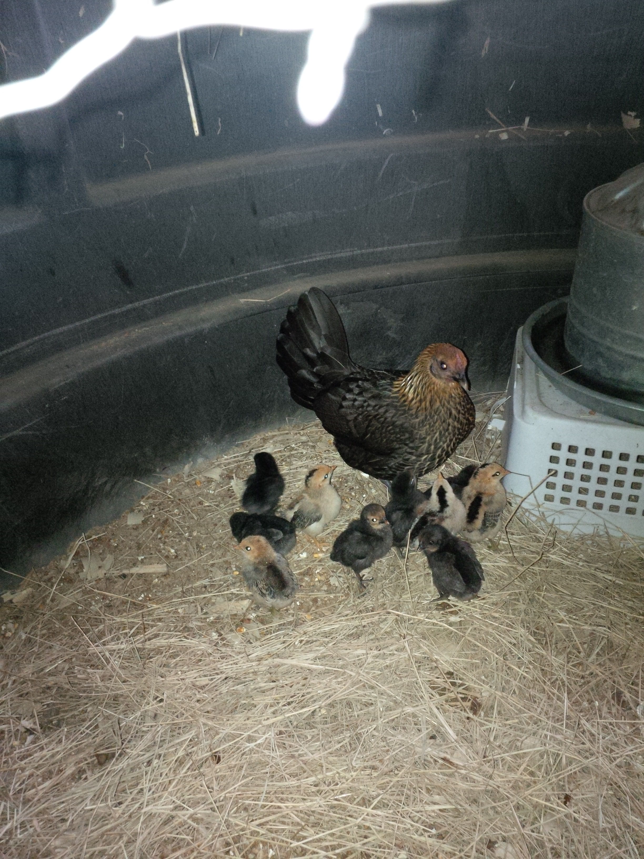 This Bantam hen is extremely proud of her chicks!