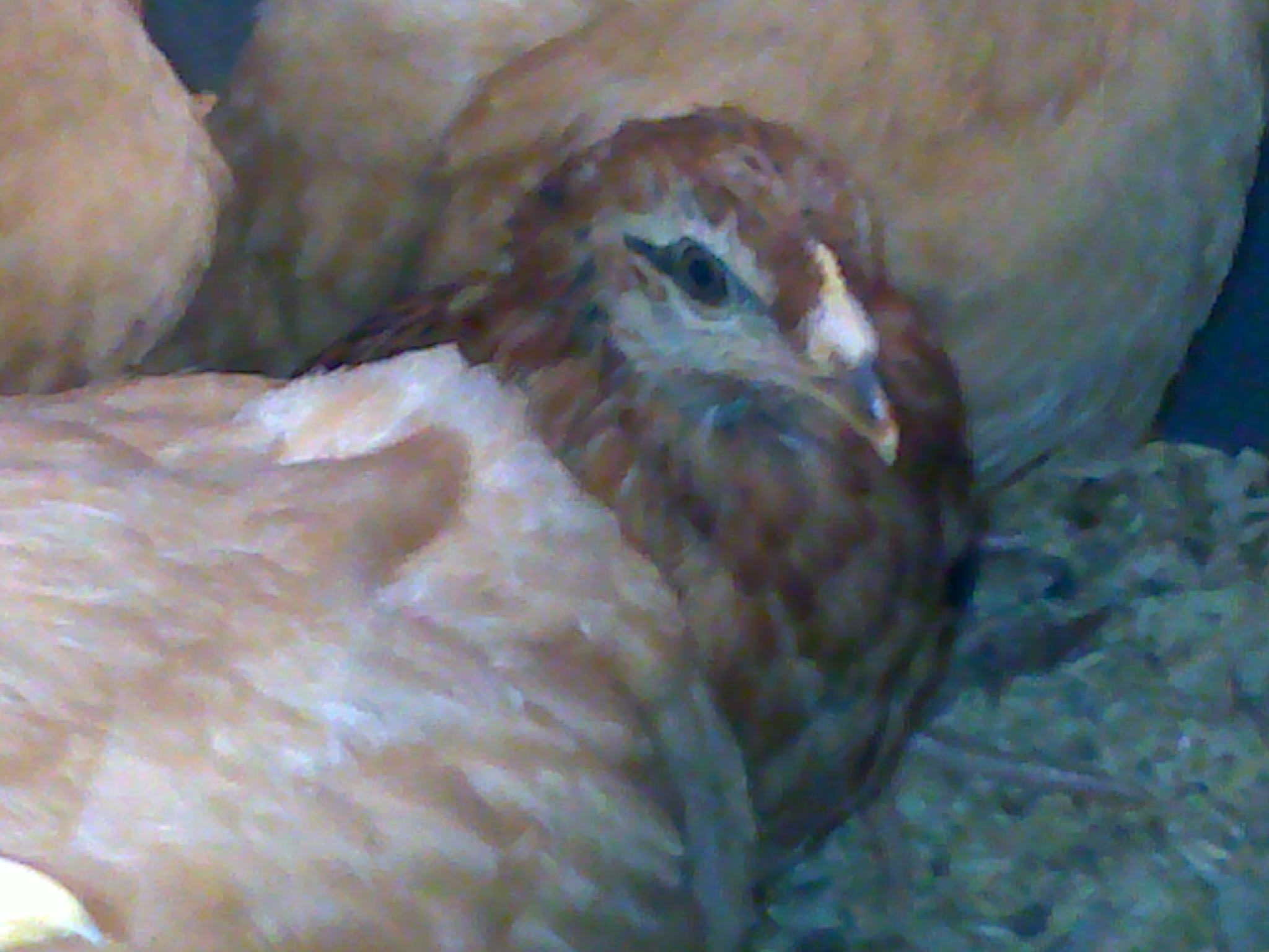 This batch is more inquisitive than the last ones. There are 6 Buff Orps and one Americauna...all about the same age.