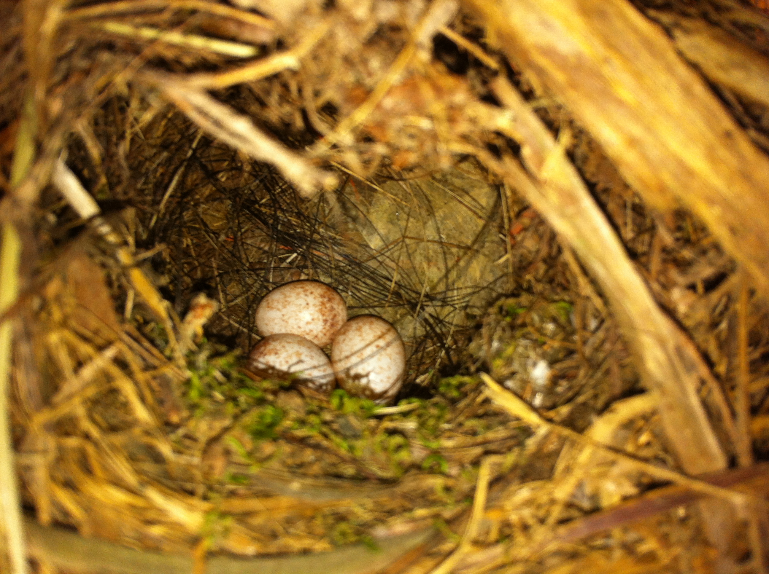 This bird nest was found in my chicken coop.
