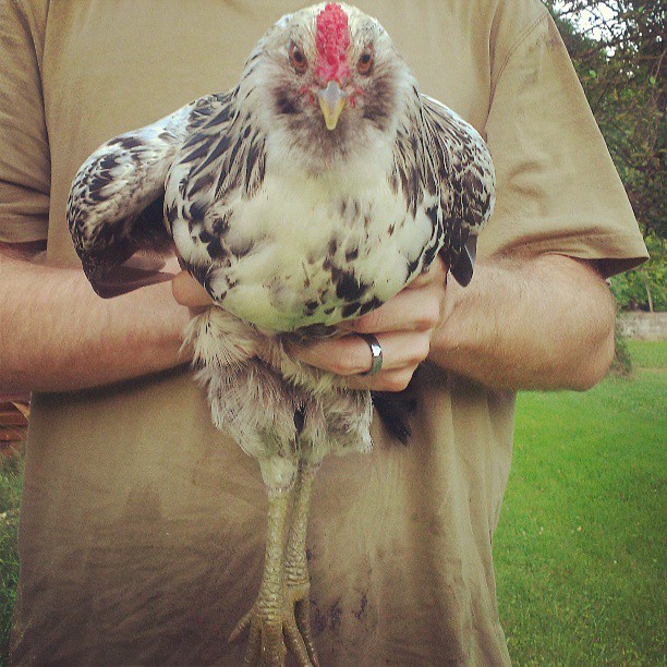 This bird