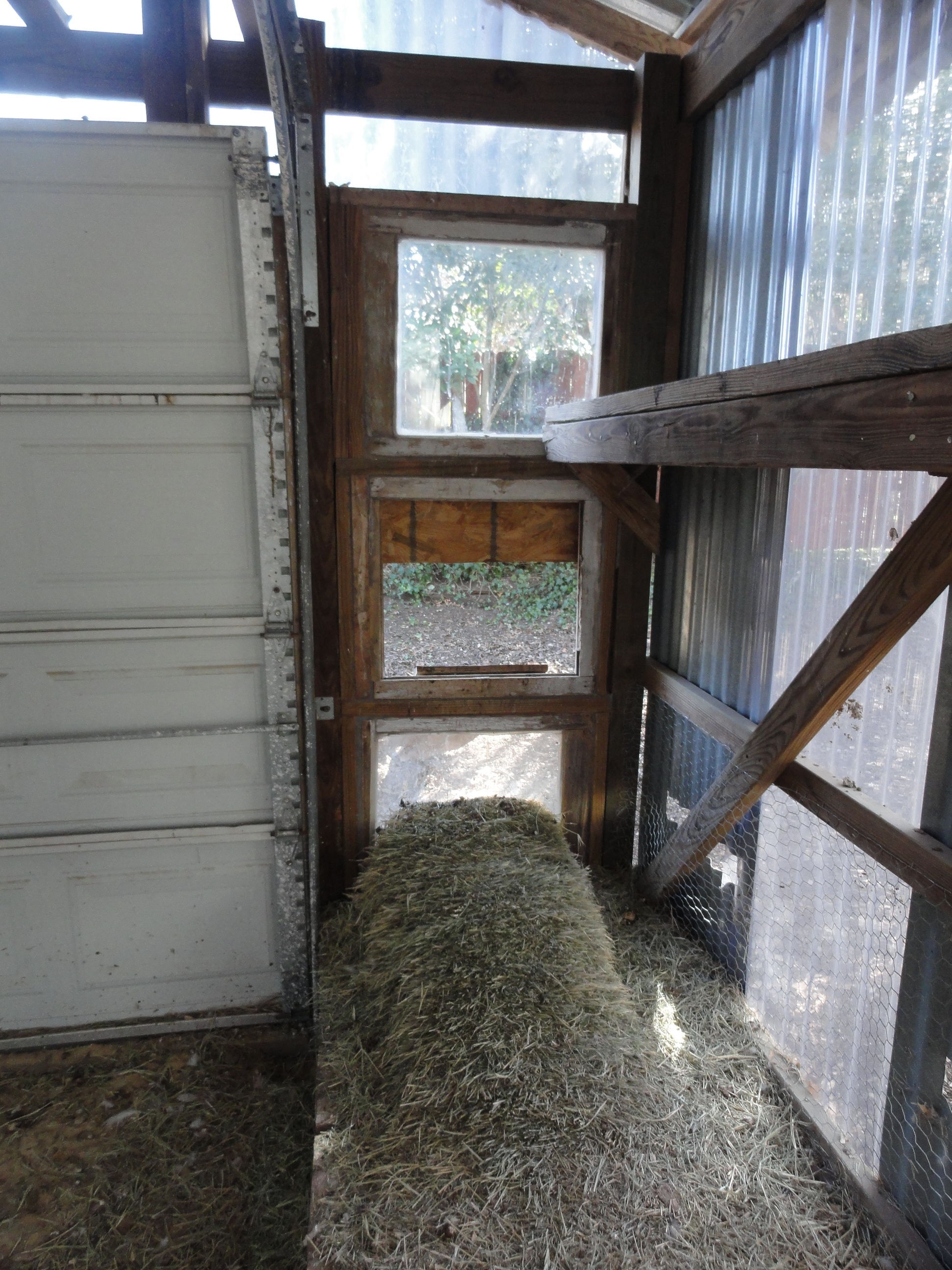 This broken window made the pefect escape hatch and often has several birds coming and going.