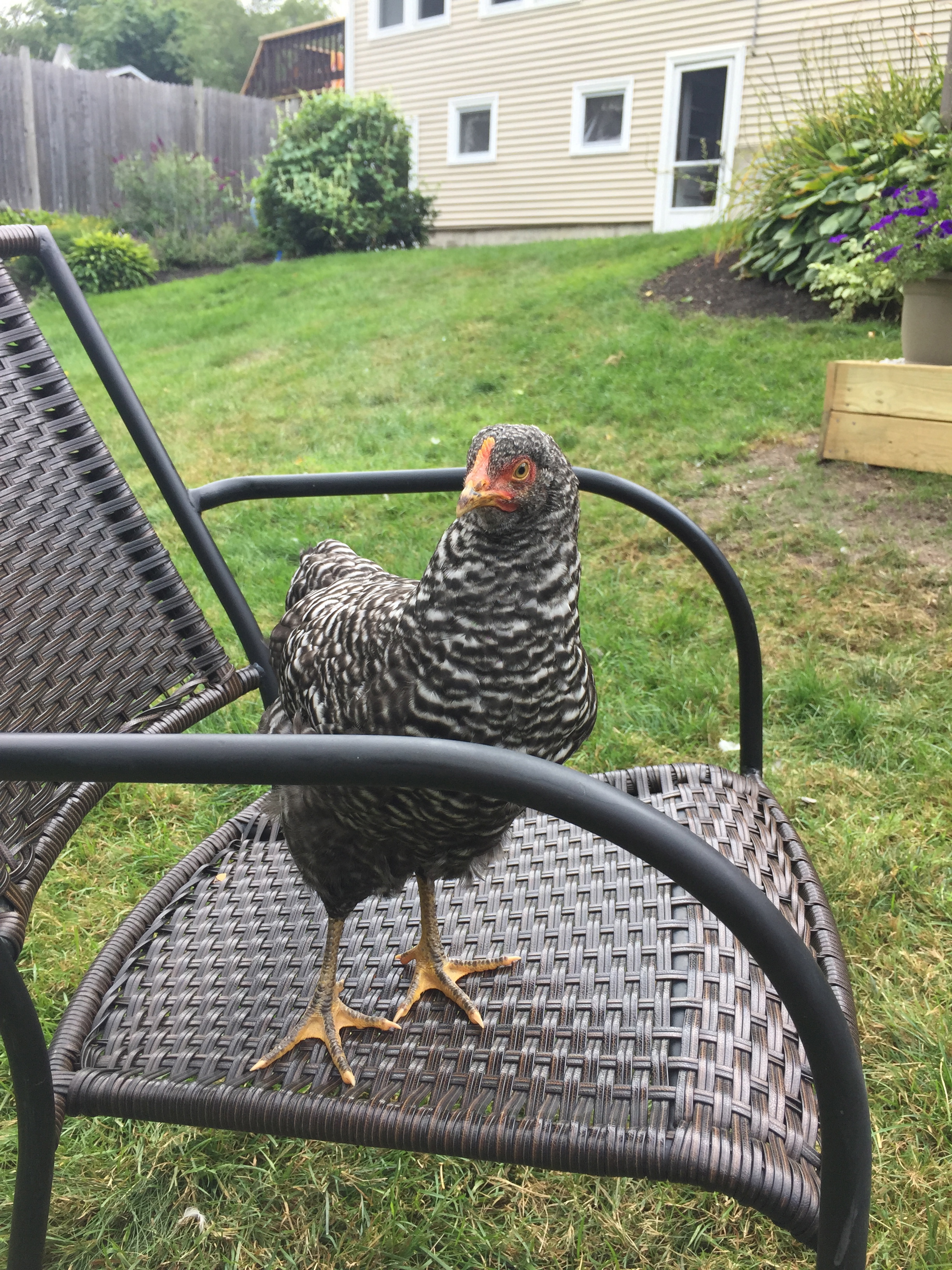 This chair will prove to be a favorite spot