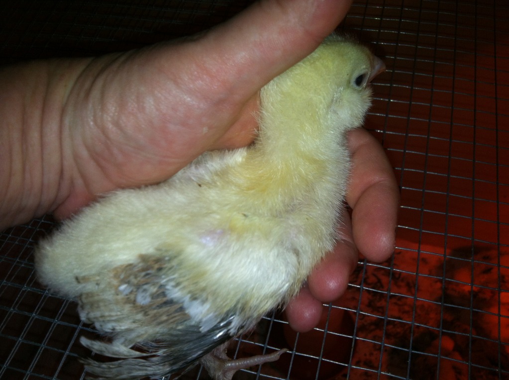 This chick appears to be the youngest based on feathering but is the largest thickest bird in the bunch  This one seems to have felt pretty well and has not been nearly as ill as the first two.