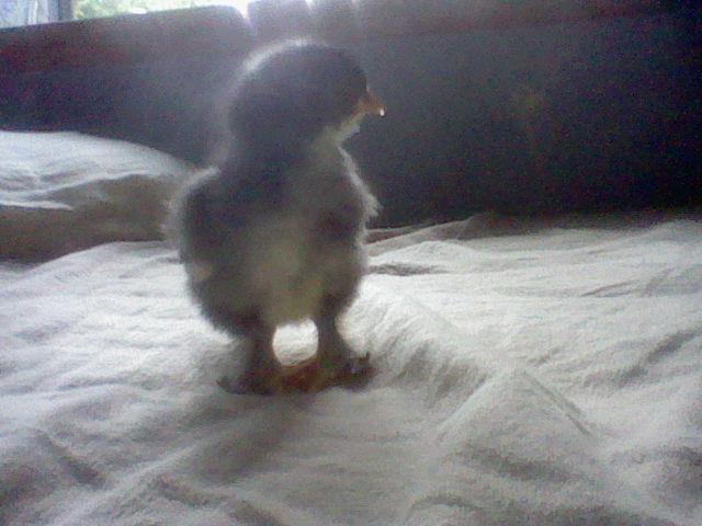 This chick had trouble hatching. The air bubble took up most of his egg. I thought he wouldn't survive. He is still weak and small, but at 2 months, he is growing strong. His name is Chickie and he is a Bantam-Cochin.