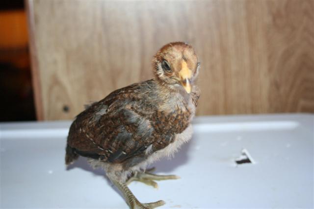 This chick has developed a small comb in the past couple days after this pic was taken and it also has a pinkish red tint to it.