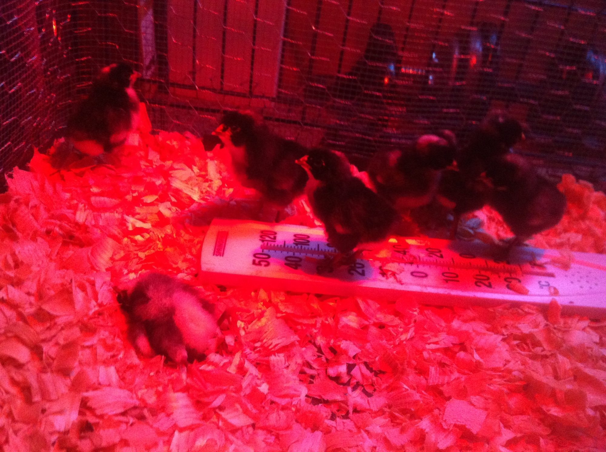 This chick is alive but oviously not going to make it.  I kept him hydrated but he wouldn't eat and couldn't stay up eventually.
