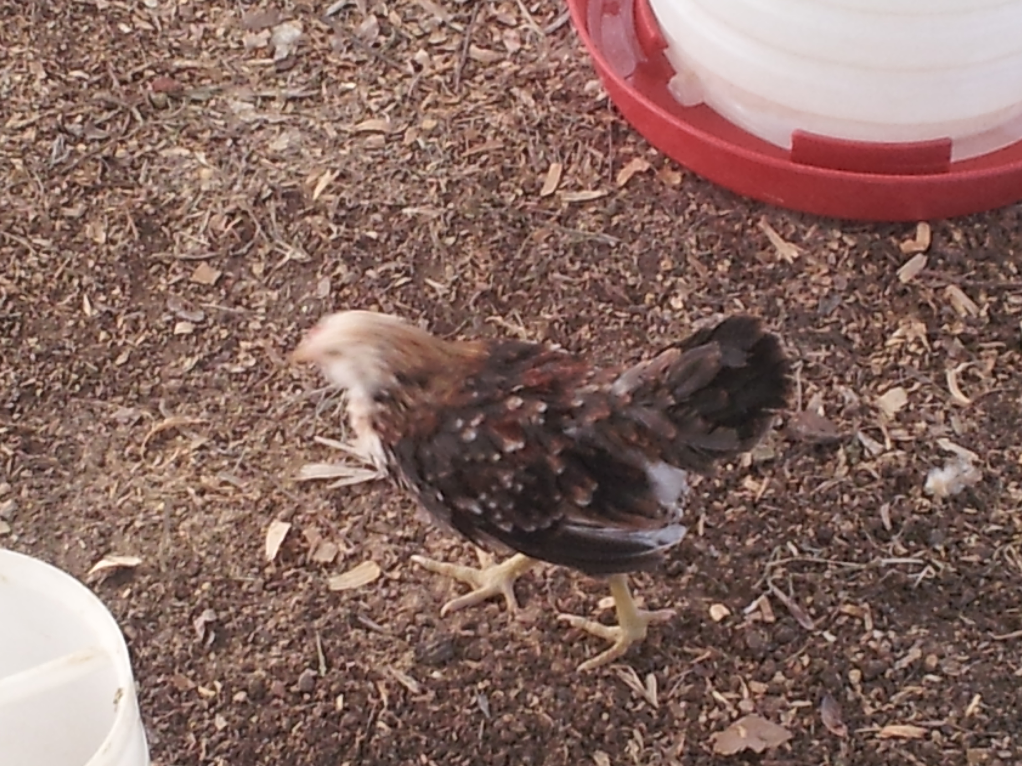 This chick was yellow and now has vibrant colors. Fluffs out its feathers and struts around so I'm assuming it's a rooster.
