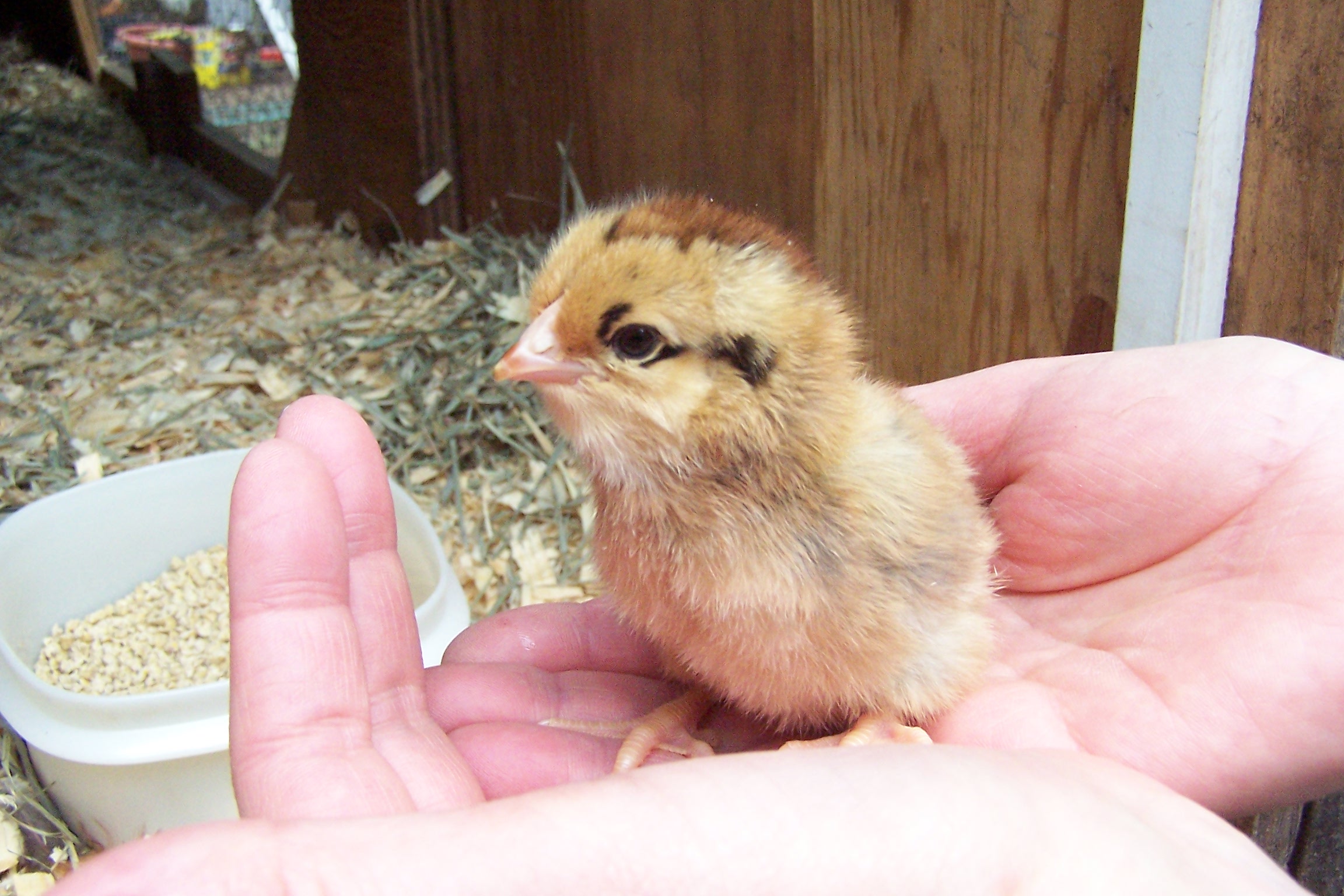 This chick would have come from a light brown to medium brown egg...not dark brown or speckled like a Welsummer egg....I am thinking must be a mutt as looks like a Welsummer or Brown Leghorn or Ameraucana but egg color would be wrong.