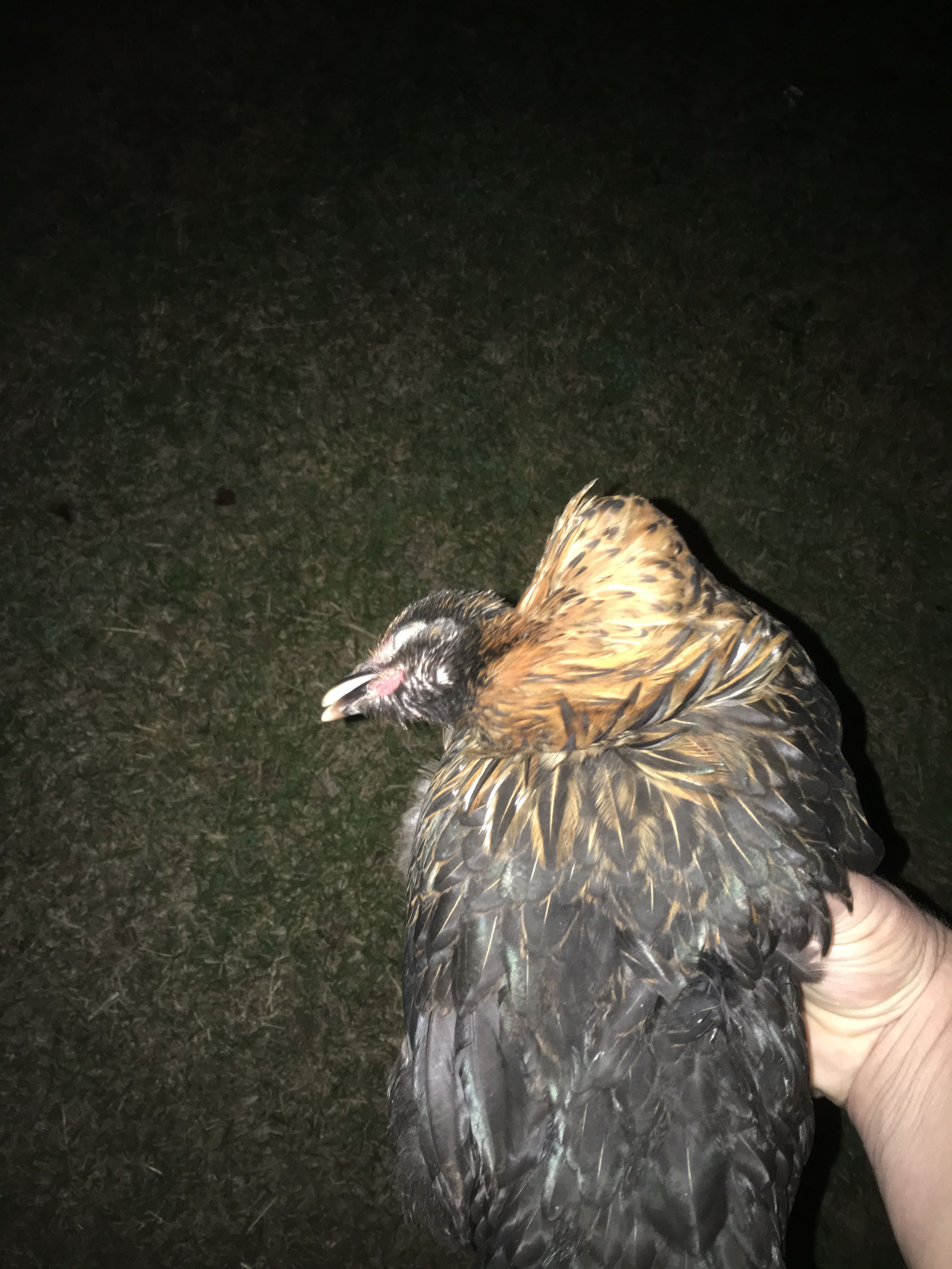 This chicken died several weeks ago. Different chicken that the others in this gallery. This is how this chicken would rest her head when she was 'dizzy'. And she couldn't sit up during this.