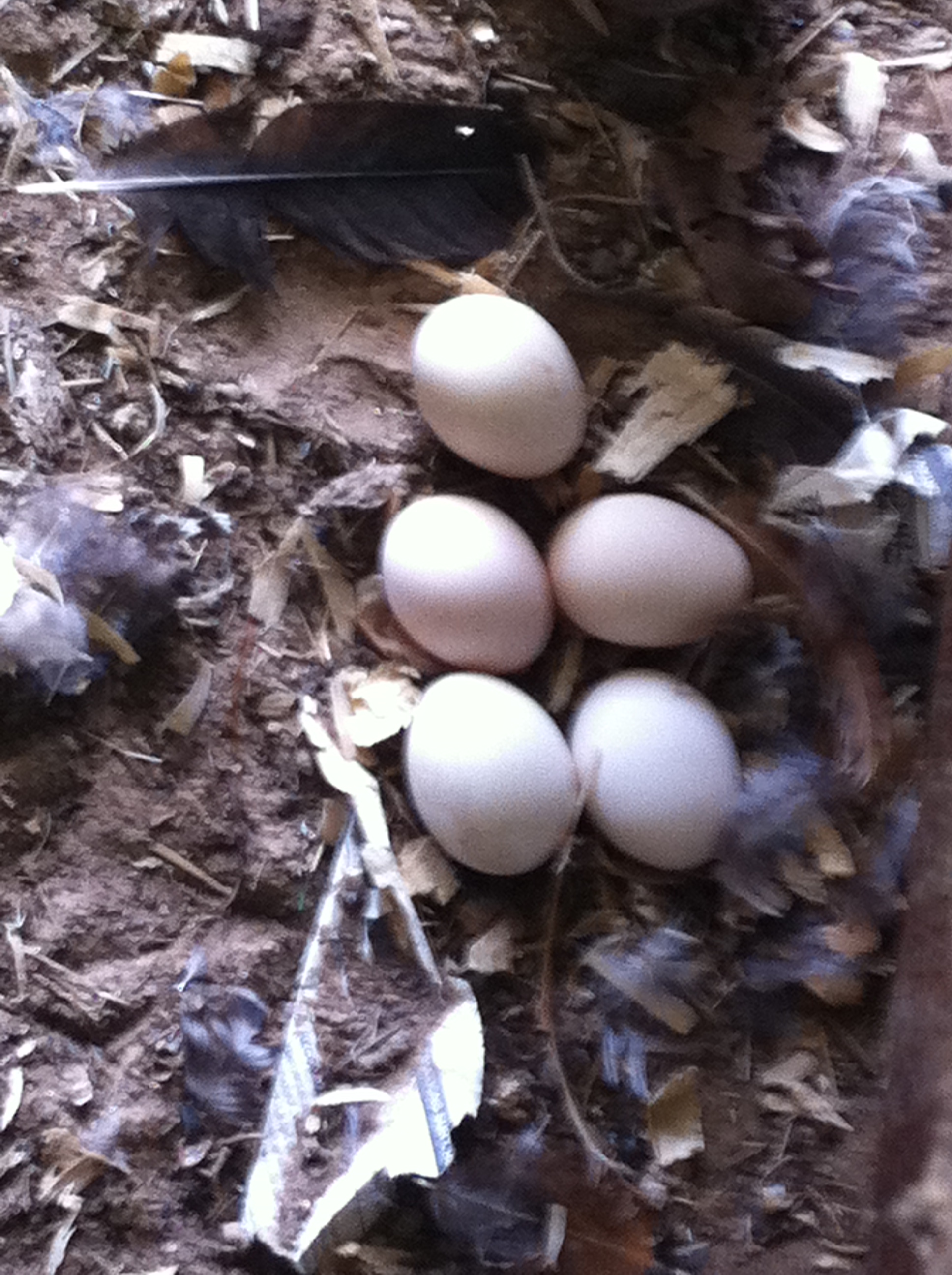 this chicken is over 5 years old and still lays lots of eggs