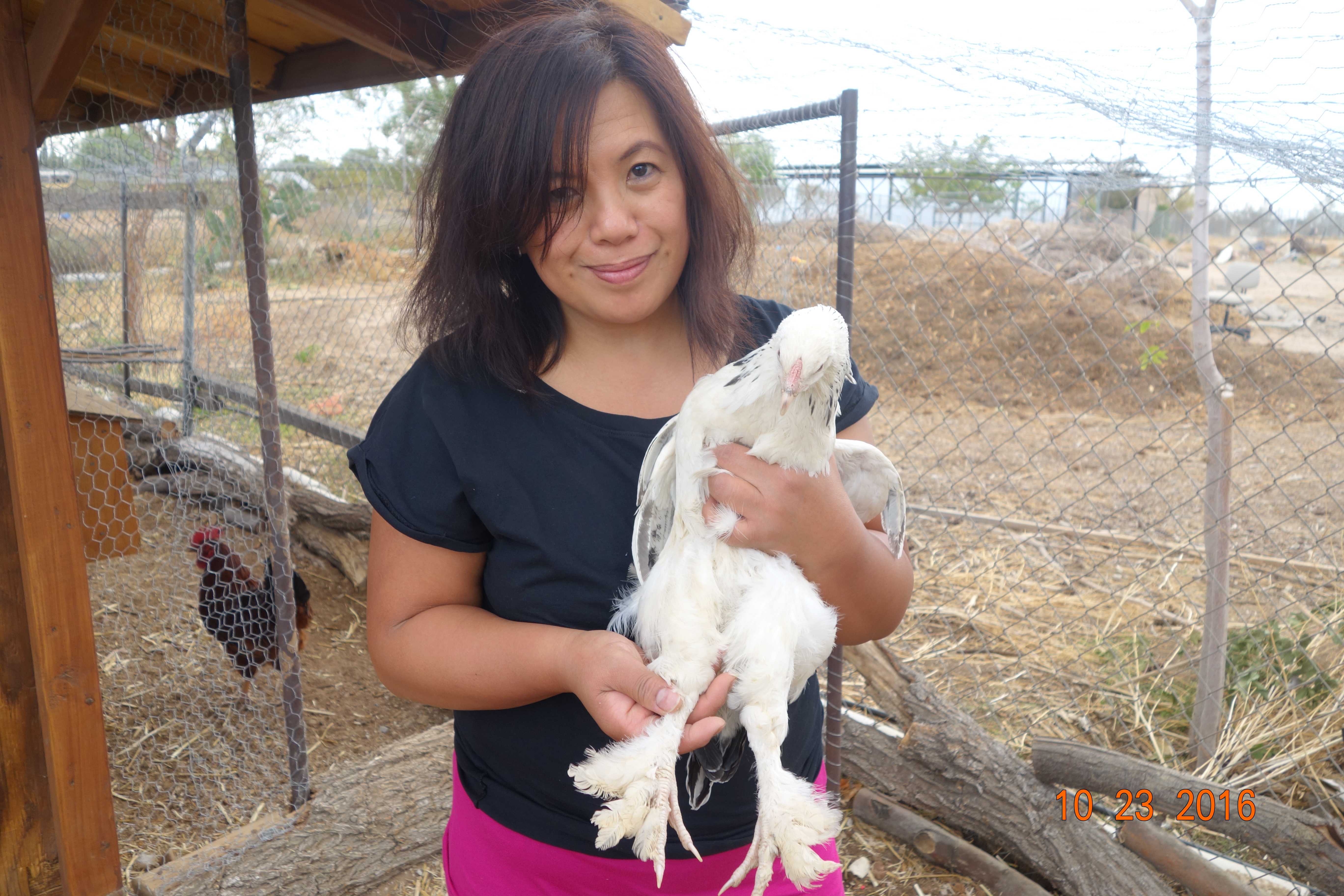 This cochin is one of the few chickens that our next door neighbor sold to us to help us get started with raising backyard chickens.