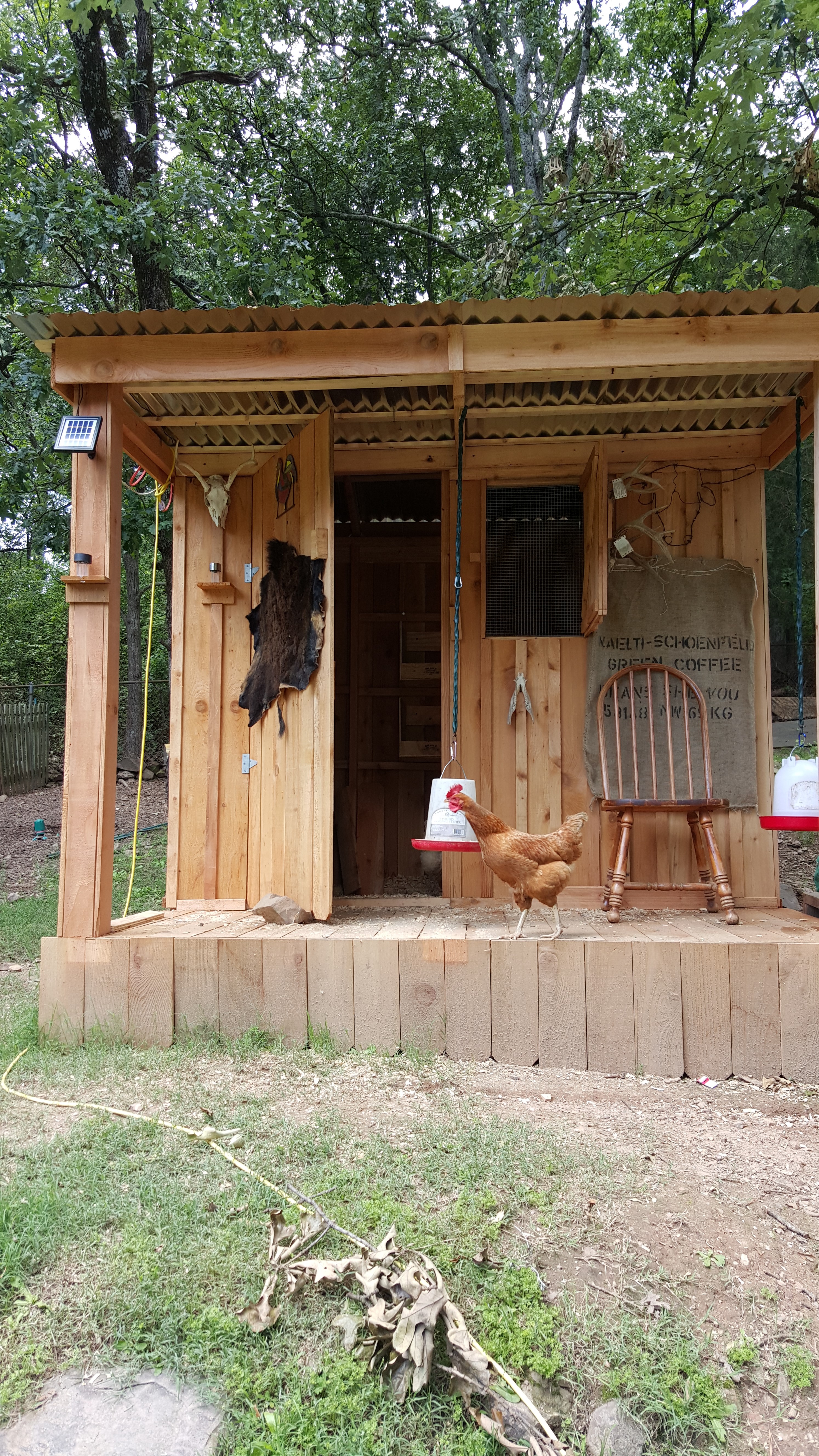 This coop has a solar powered light inside. for count or if you need one.