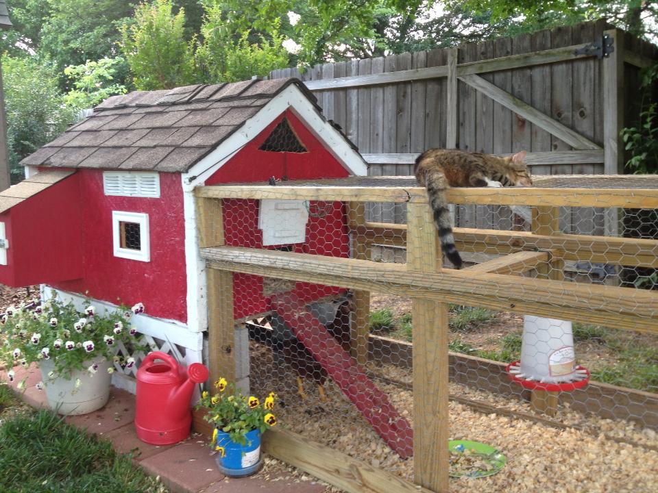 This coop was built out of an old dog house that was rotting behind our shed, a little paint and elbow grease goes a long way.