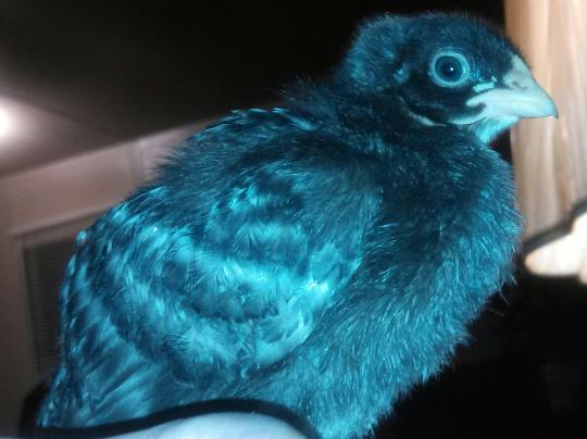 This Cuckoo Marans is very content to sit in my hand.