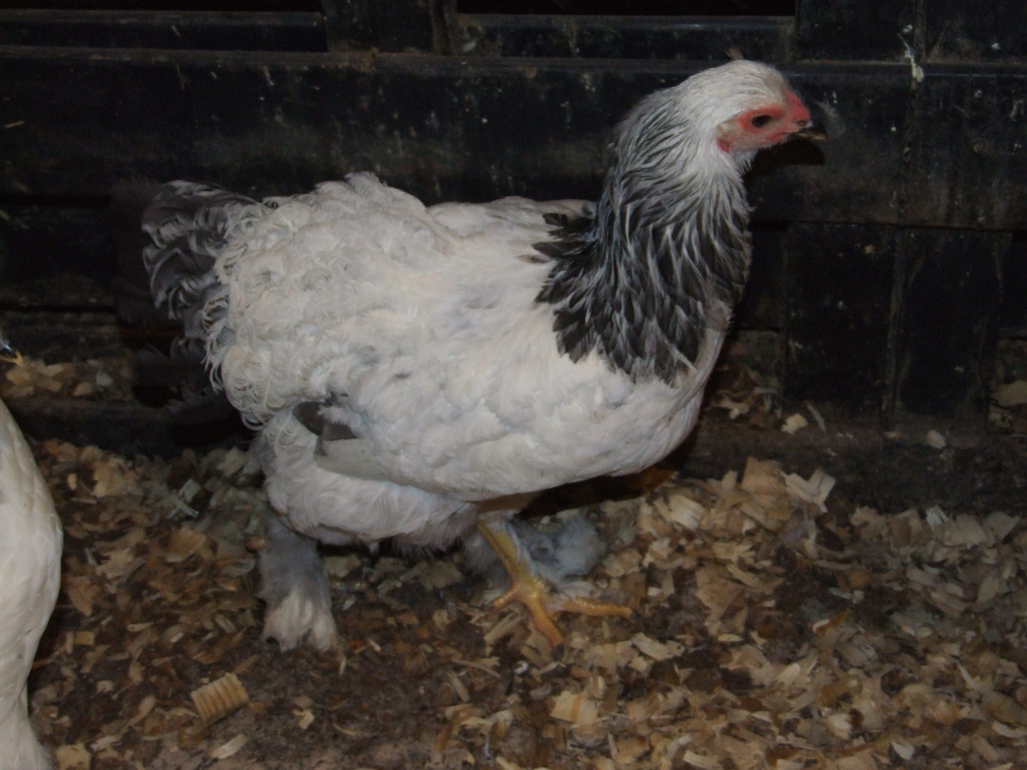This curly little girl is just adorable but, not any good for our breeding program so we are just keeping her to love on.