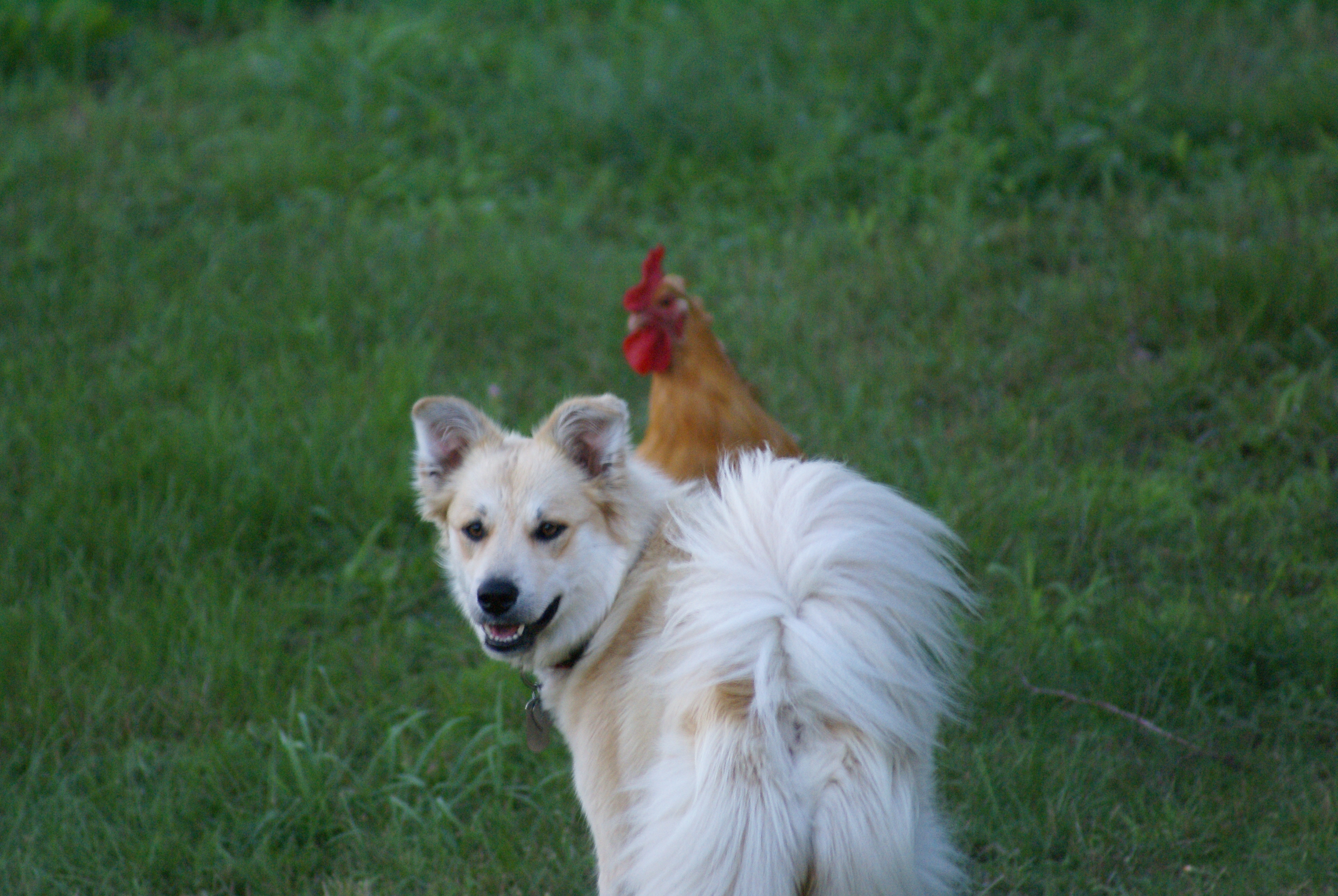 This dog got in the way of my very good picture.
She did save us from a fox so I will let her off.