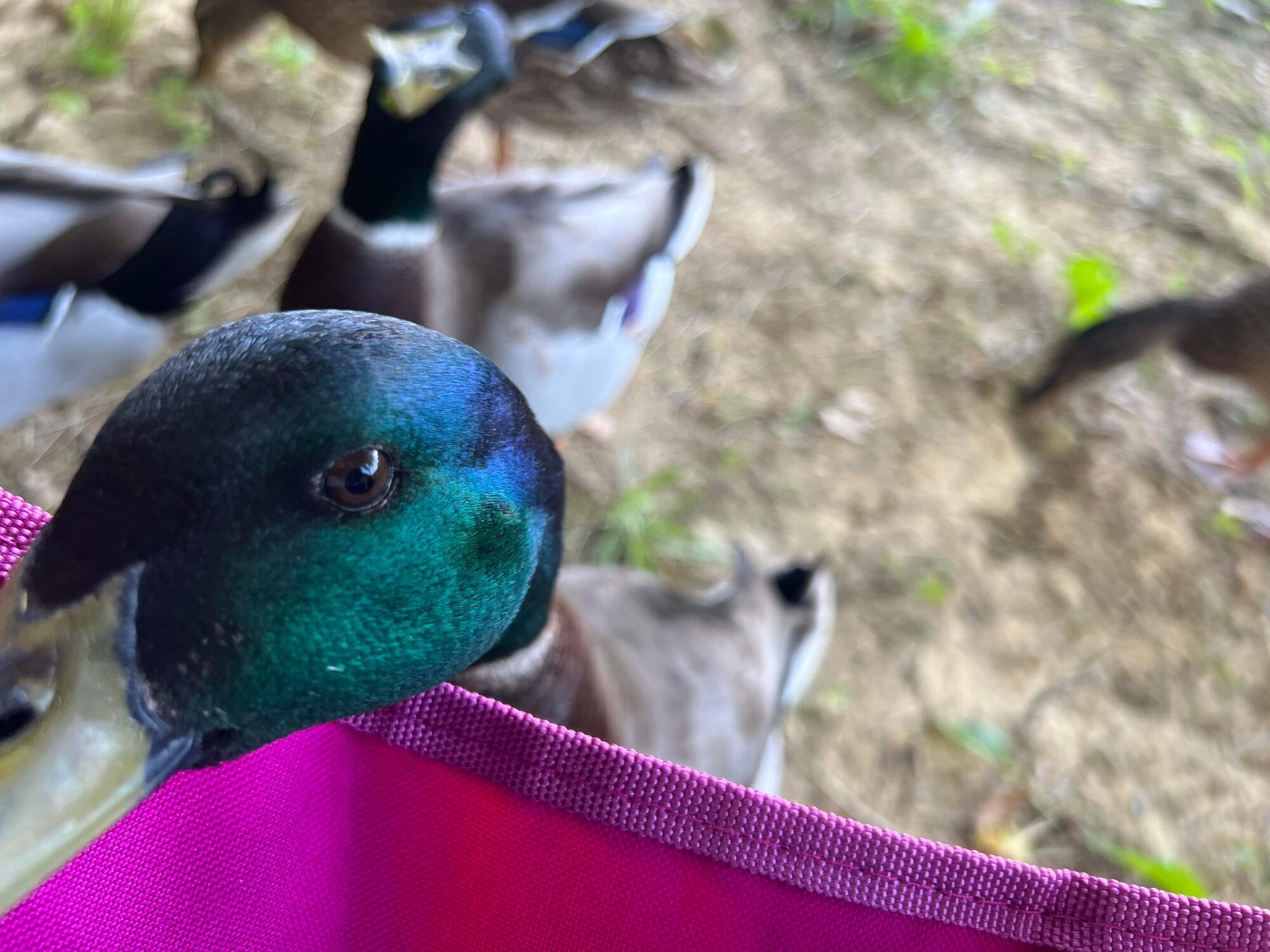 This Duck loves close ups