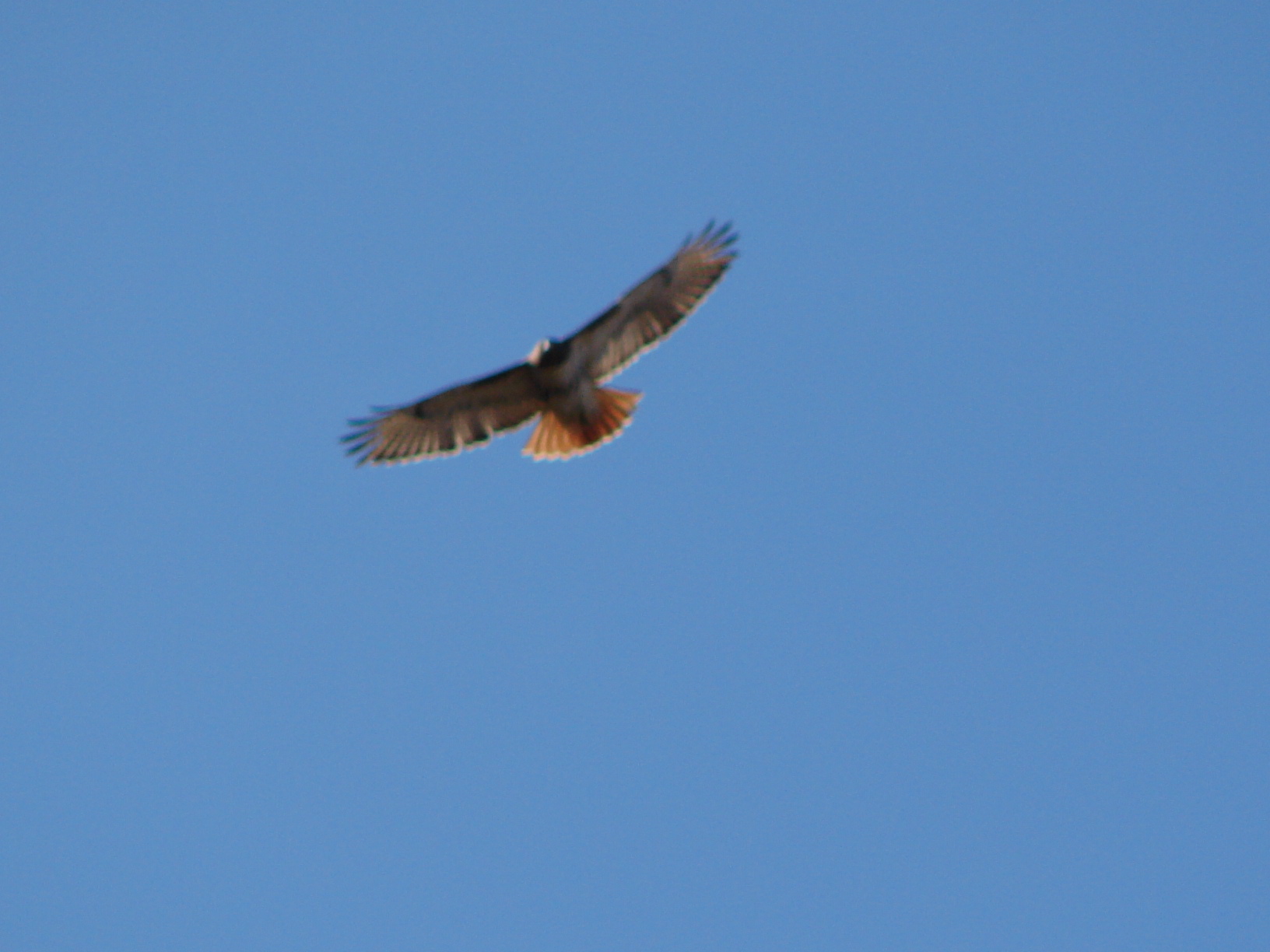 This eagle wanted my ducklings when they were little.  There was a pair and they came daily, trying to get by me in a wide variety of ways.  I spent the summer watching the sky and waving a broom to scare them away.  I won.  They got no ducklings, and the ducklings grew up.