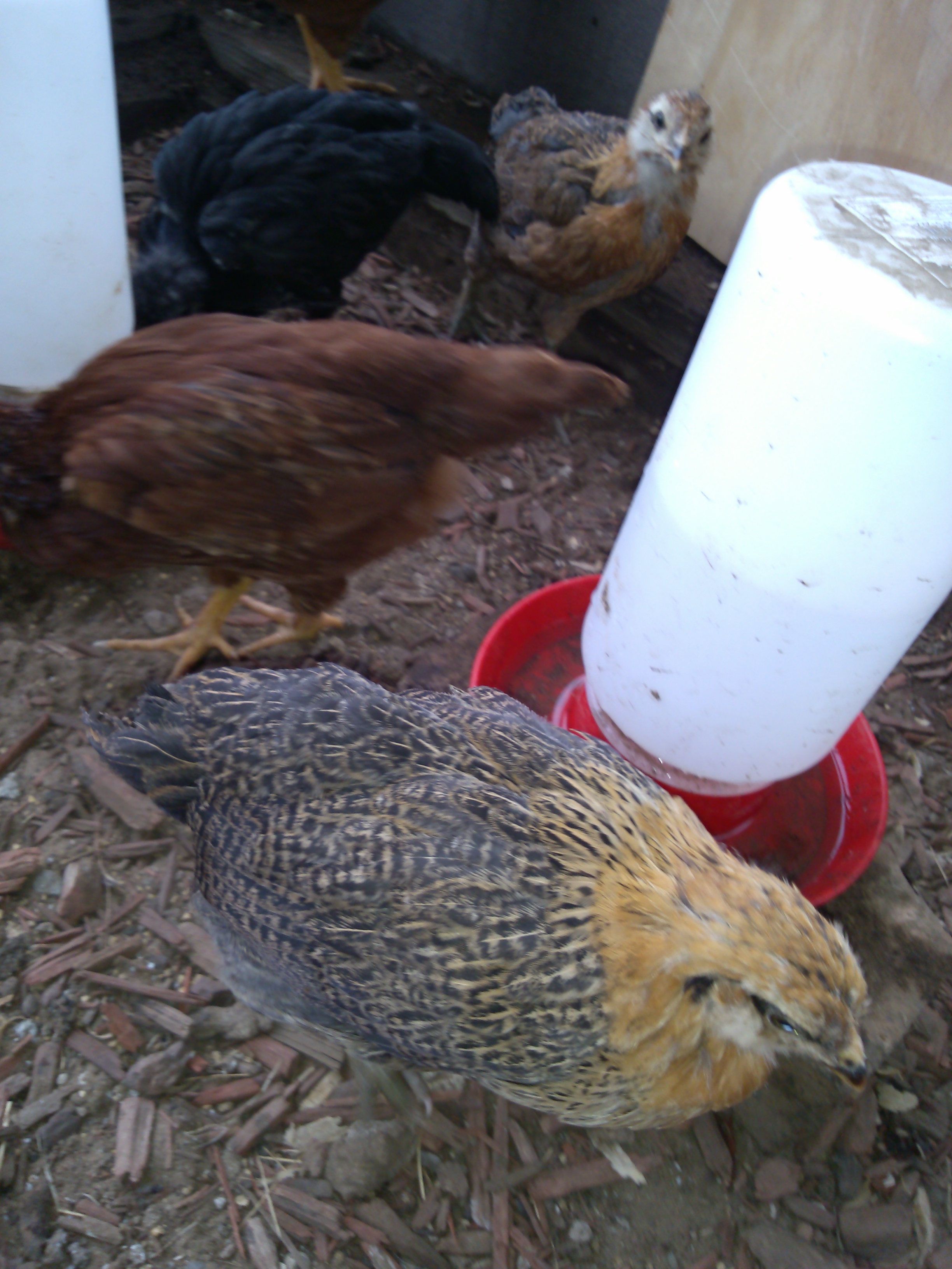 This EE has the softest feathers.