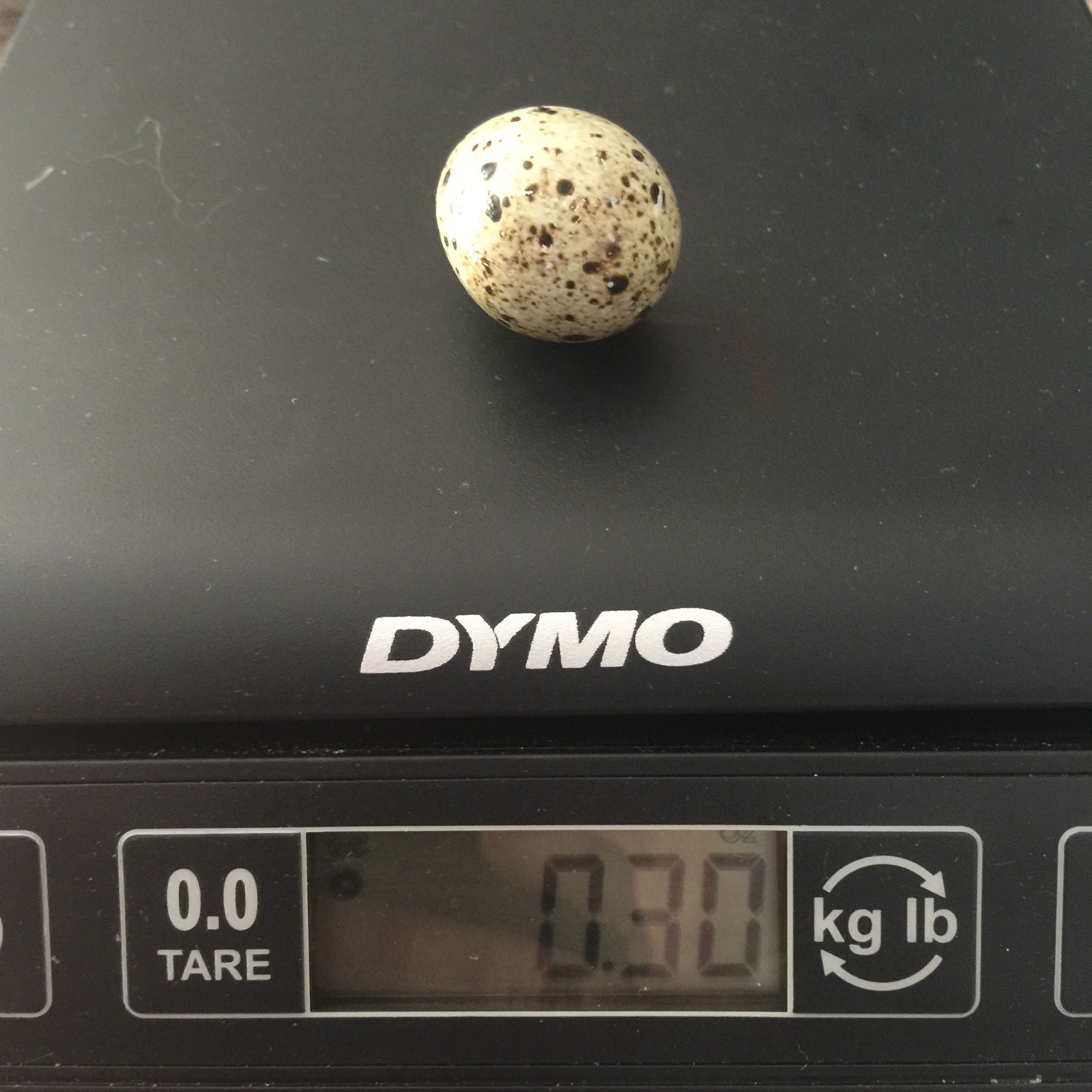 This egg was the first one laid by one of my jumbo brown coturnix hens. It's .30oz whereas the other one that's been laying for 5 days has reached .45oz.