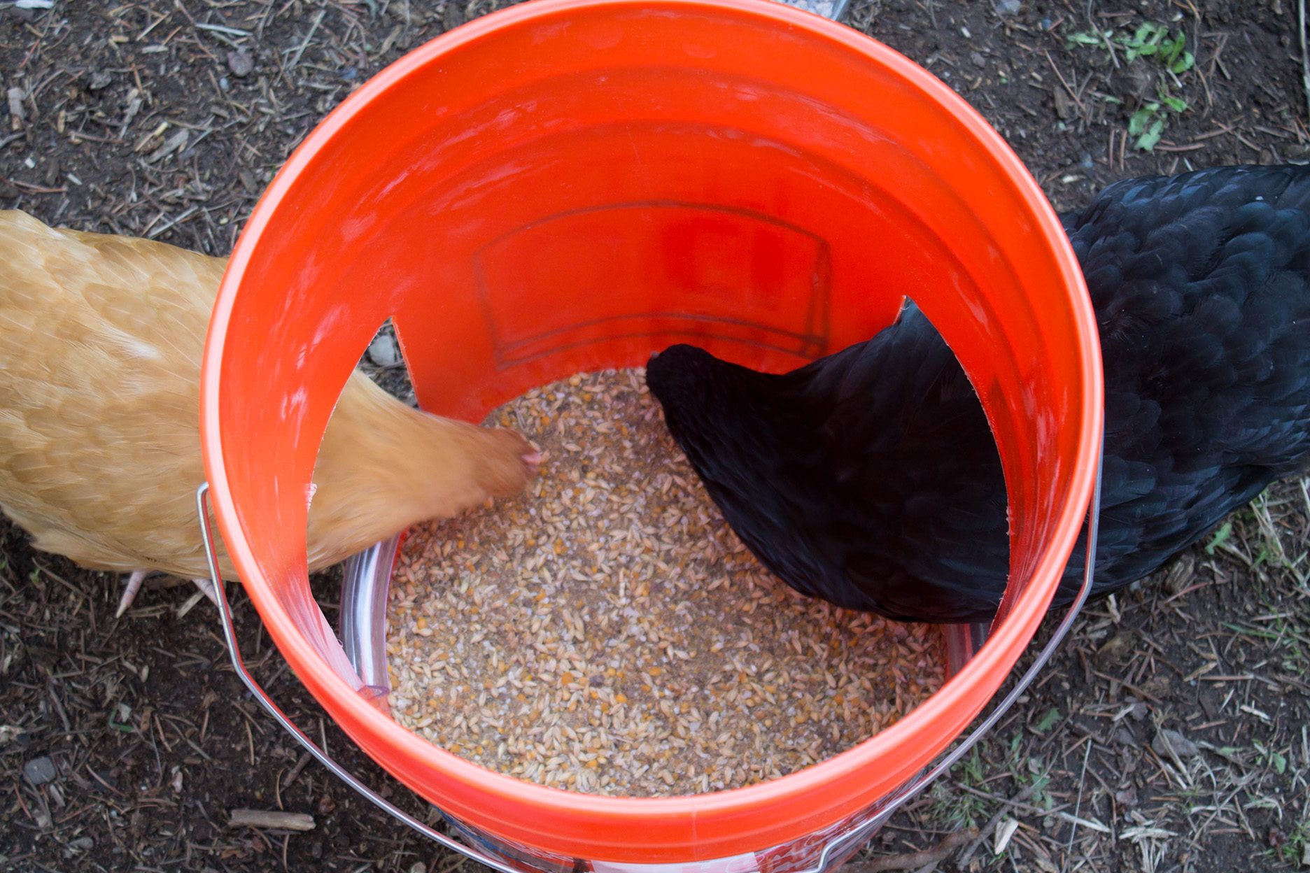 This feeder really saves food from being wasted!