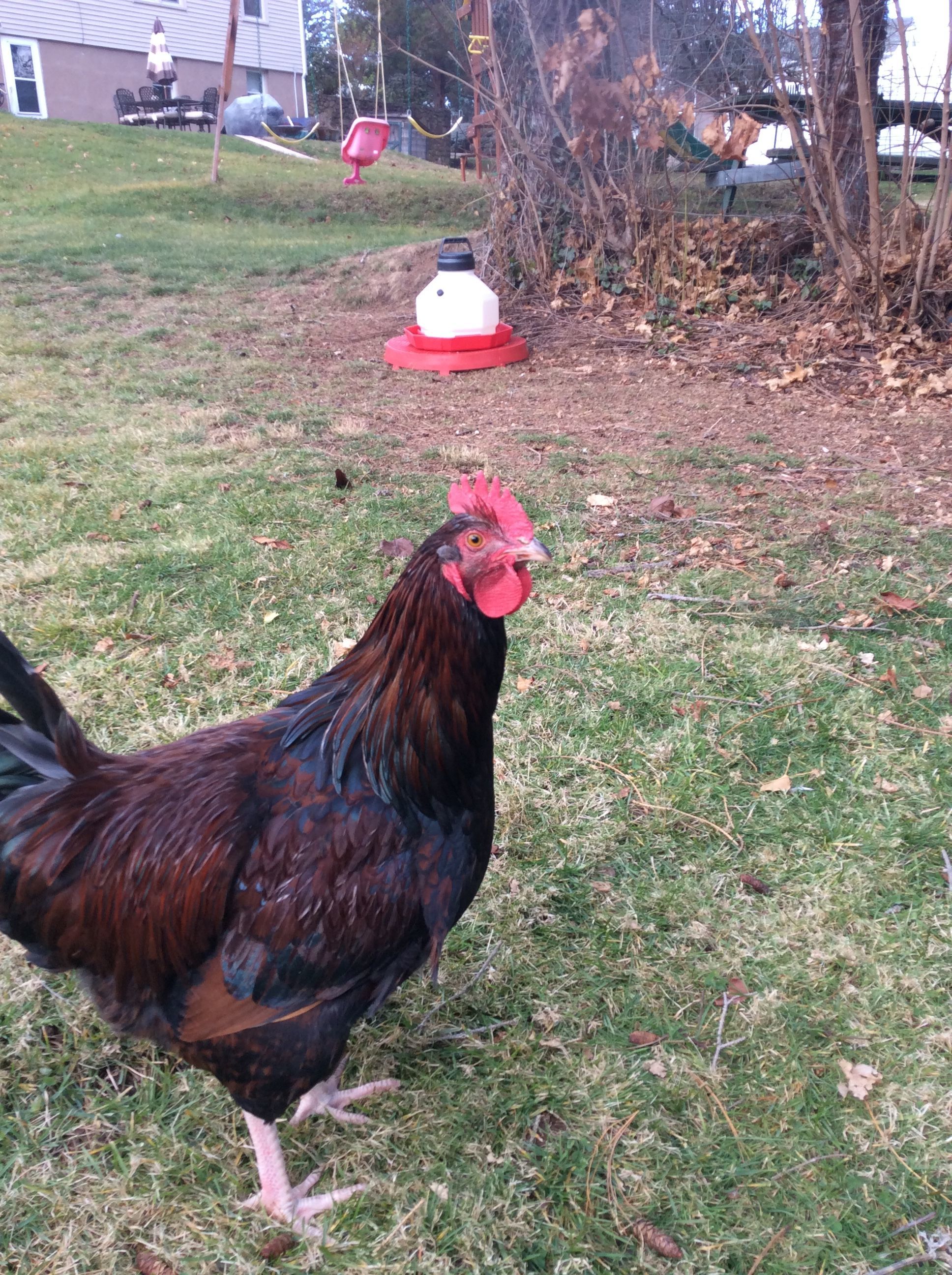 This fella I names Cogburn
He was given away today along with his brother "Cutlet"
For being loud and too aggressive to my girls