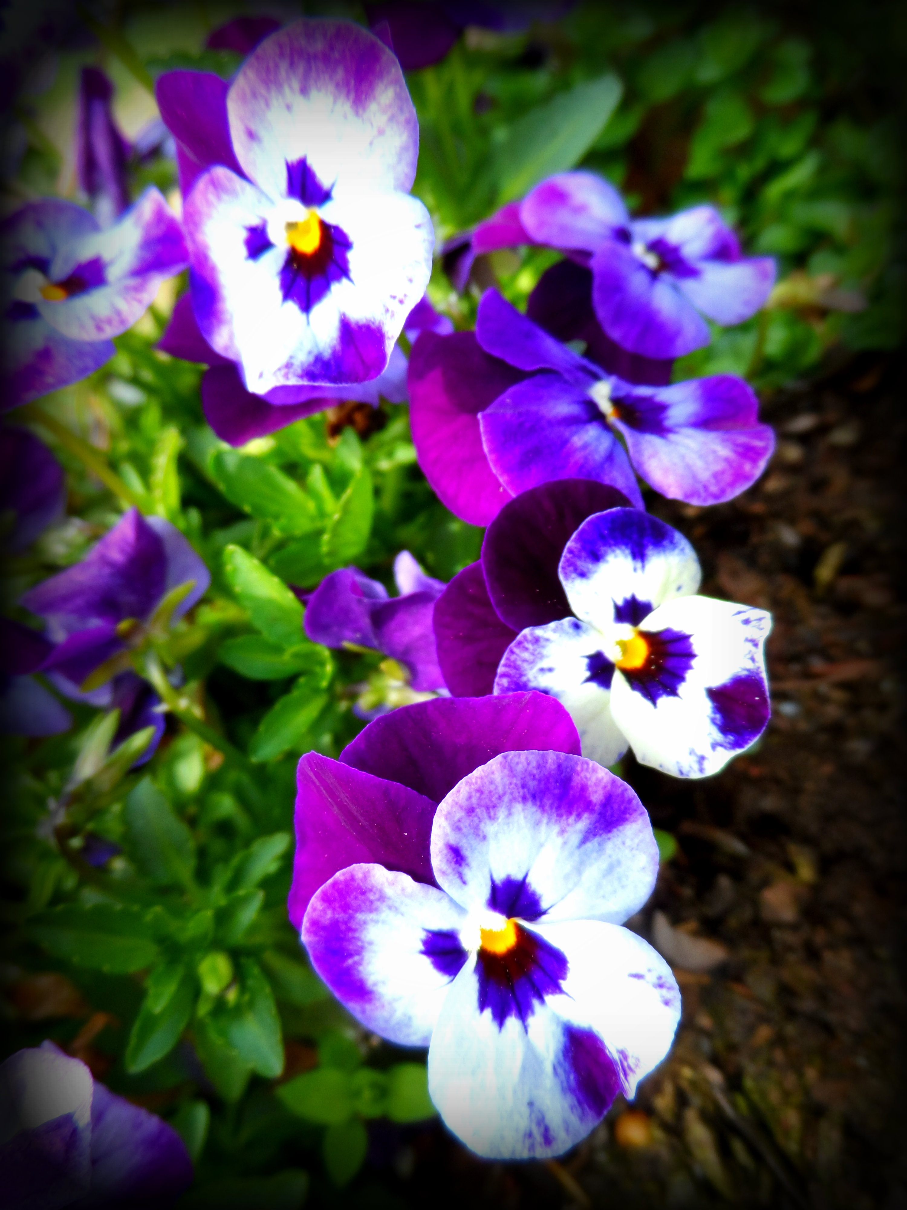 This flower came up by itself last fall & lived all winter, thru snow and hard frost