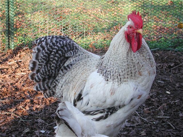 This friendly guy is giving about 50% Delawares when bred to my Delaware hens.  That  was from just a few eggs.  More will be hatching in a few days.  It will be interesting to see what we get this time.