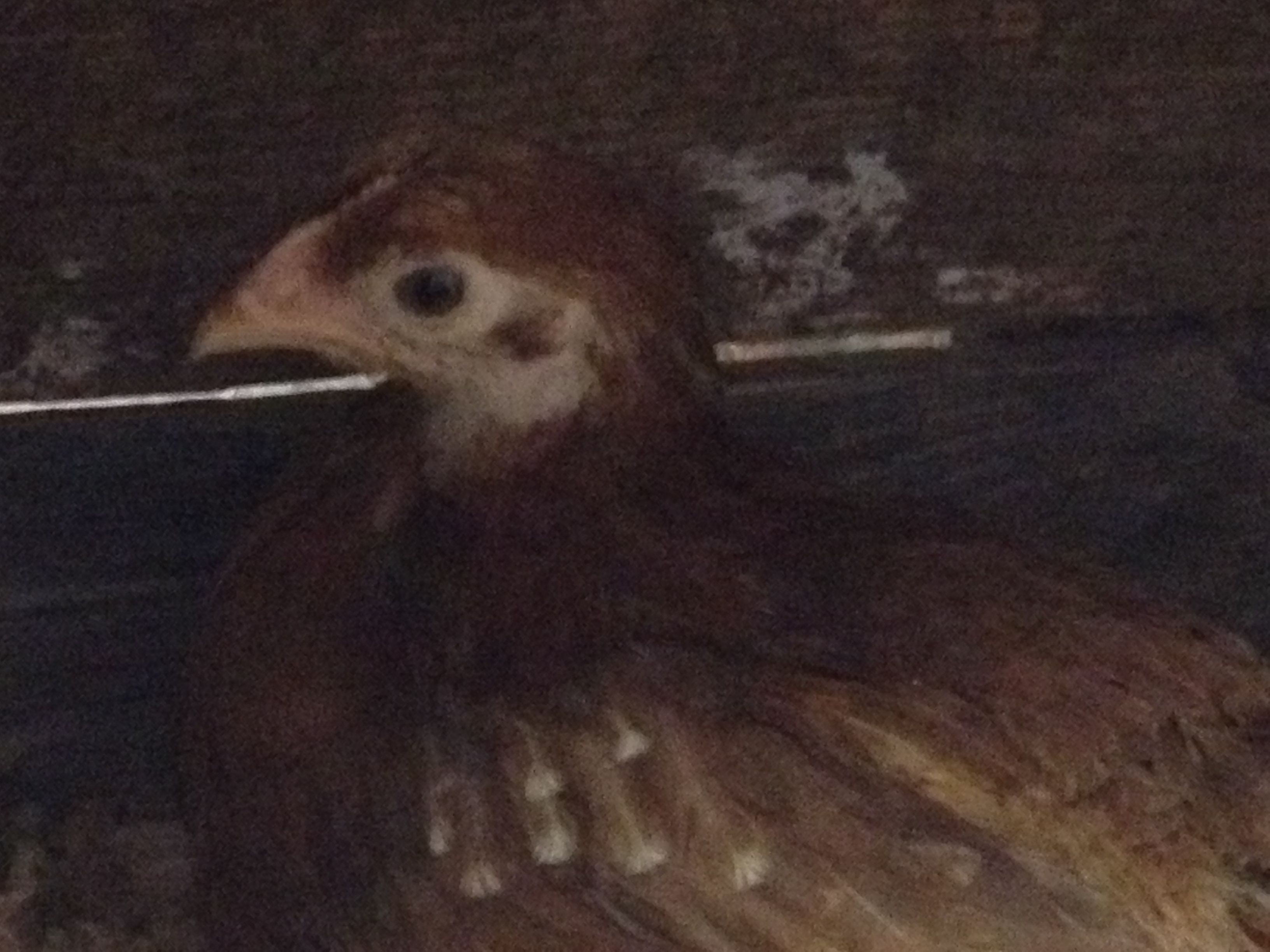 This gal found her way into a nesting box already.
