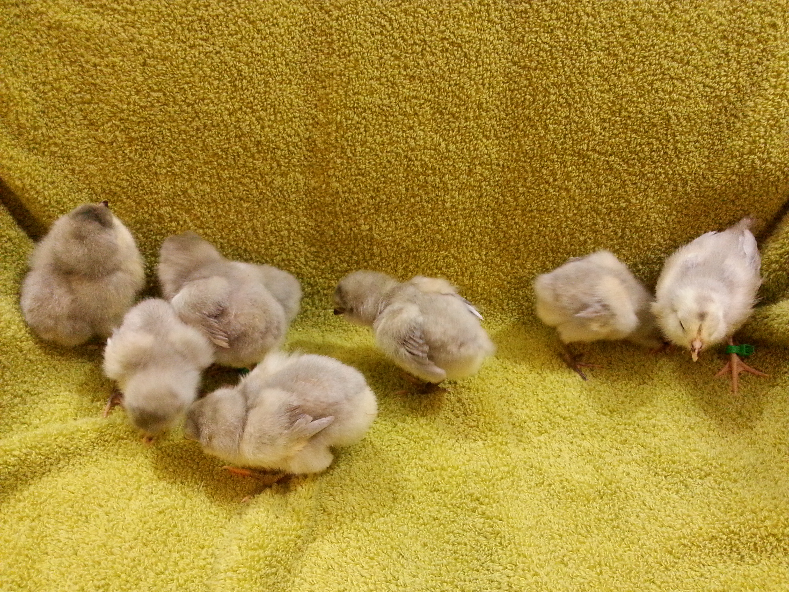 This group is from Sawmill Chicken Farm.  Most are Lavender, but there's some splashes in there too.  Just can't tell them apart just yet.  The following 8 pics are each individual chick.