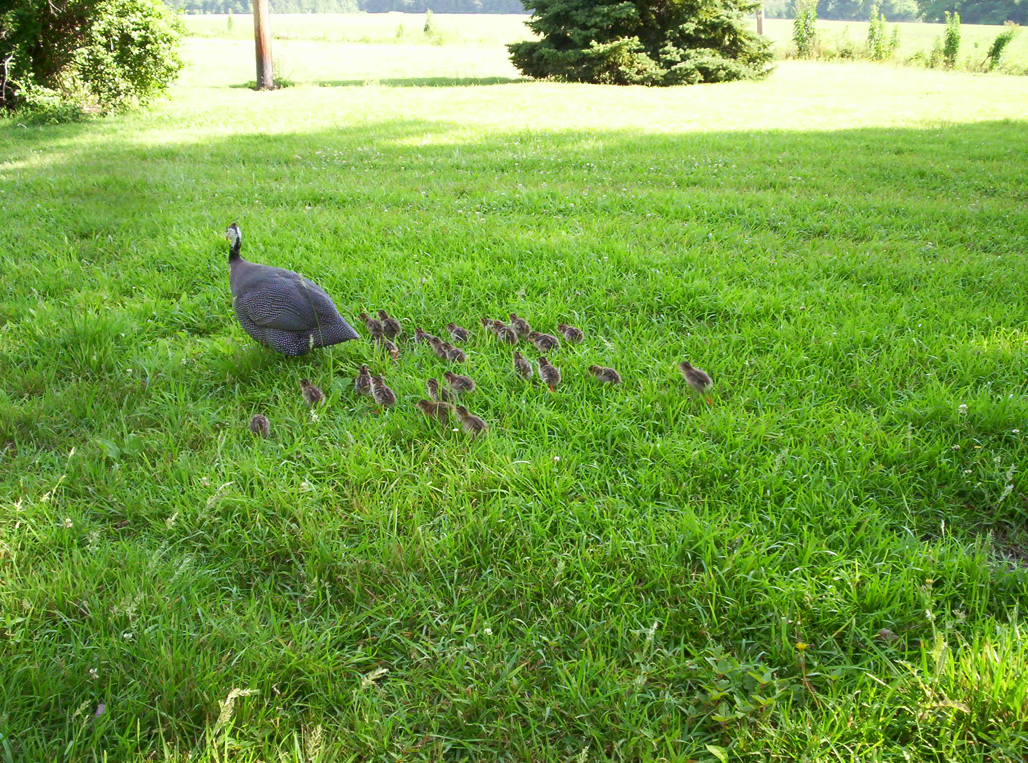 This guinea hen, our only one at the time, hatched 27 keets.  I had never heard of such a thing. She managed to raise 15 of them, all of whom took up roosts in the pecan outside my bedroom window, so they could play alarm clock at 4am every morning.