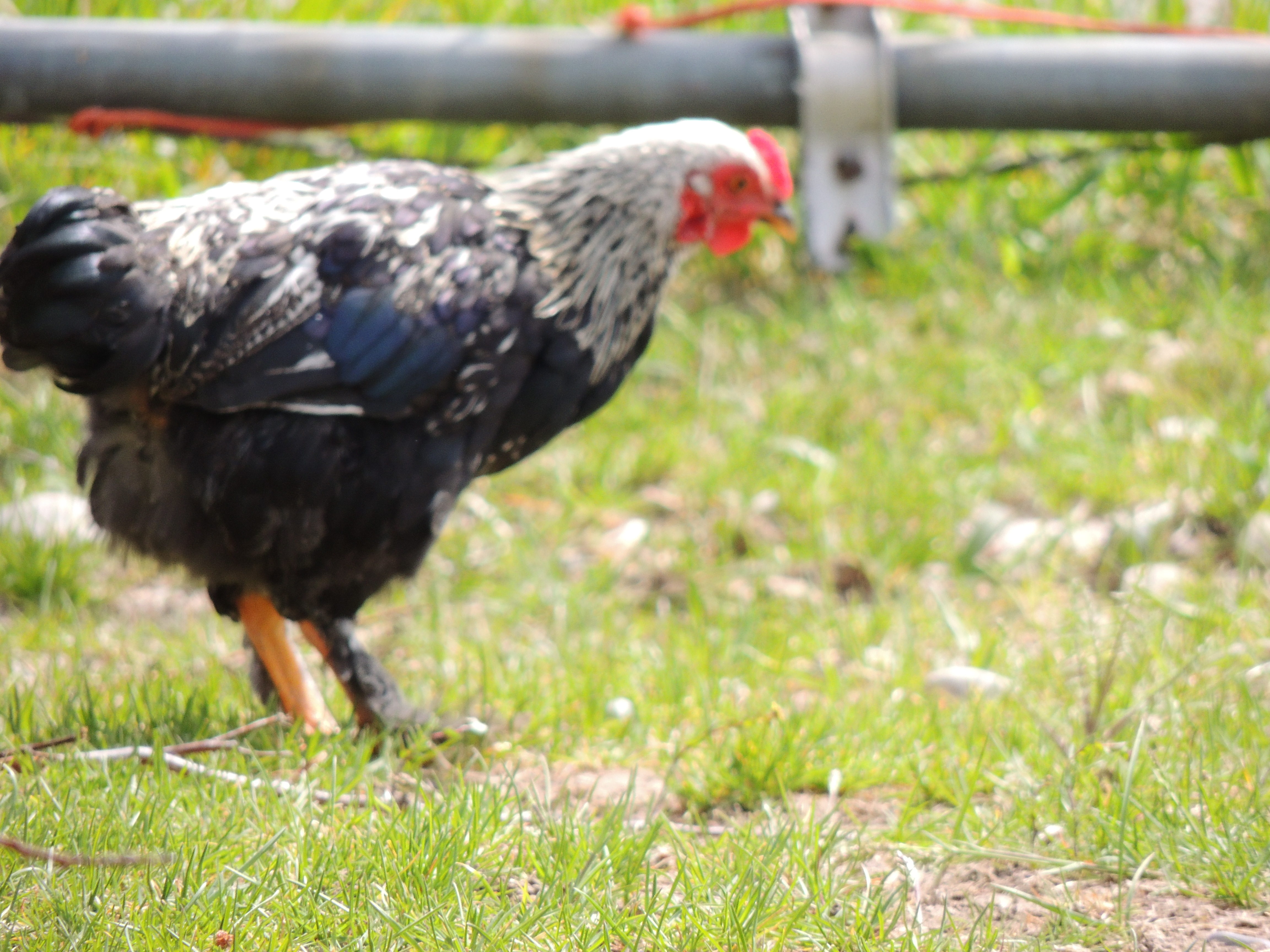 This guy was one of our babies, we found him another home as I have enough roosters (5).