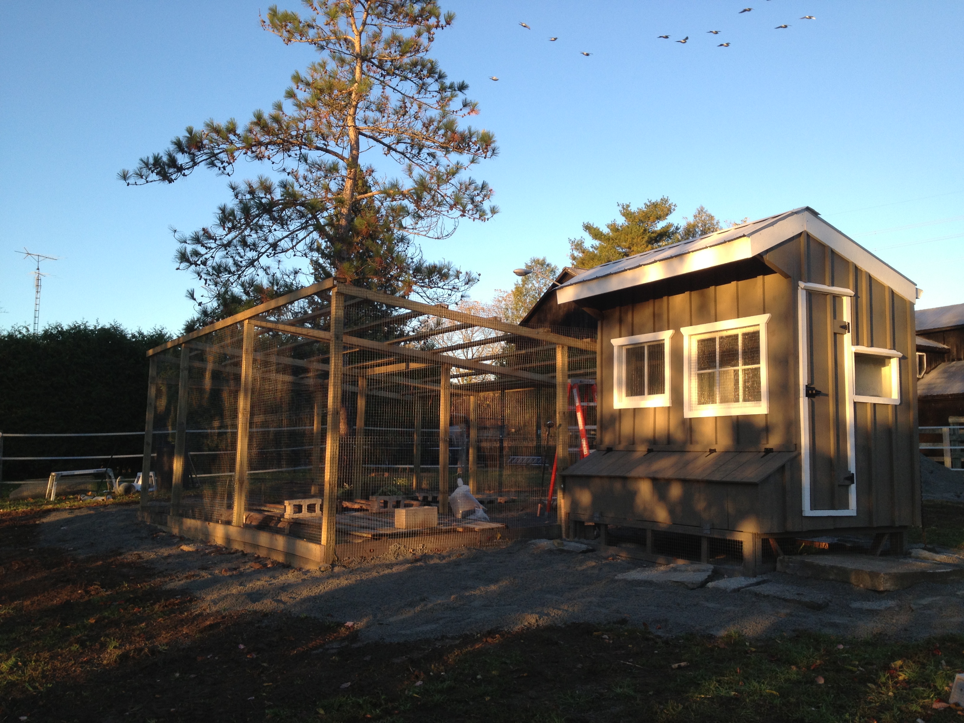 this has been a long, long project and I've built it all by myself, no plans, just found some photos on the internet and thought how hard could it be to build an 8 x 6 building.  Wow did I learn a lot.
The metal roof panels will arrive this week and I hope I have some help with them as they are 15'6" long.
Yeah, finally the chickens will be here, this weekend.
Three Black Marans, Three Copper Marans and Two EE :)