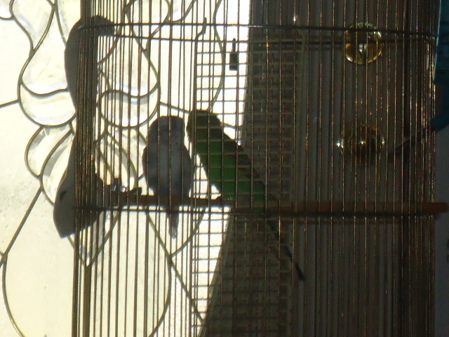 This has nothing to do with chickens, but these are my parakeets