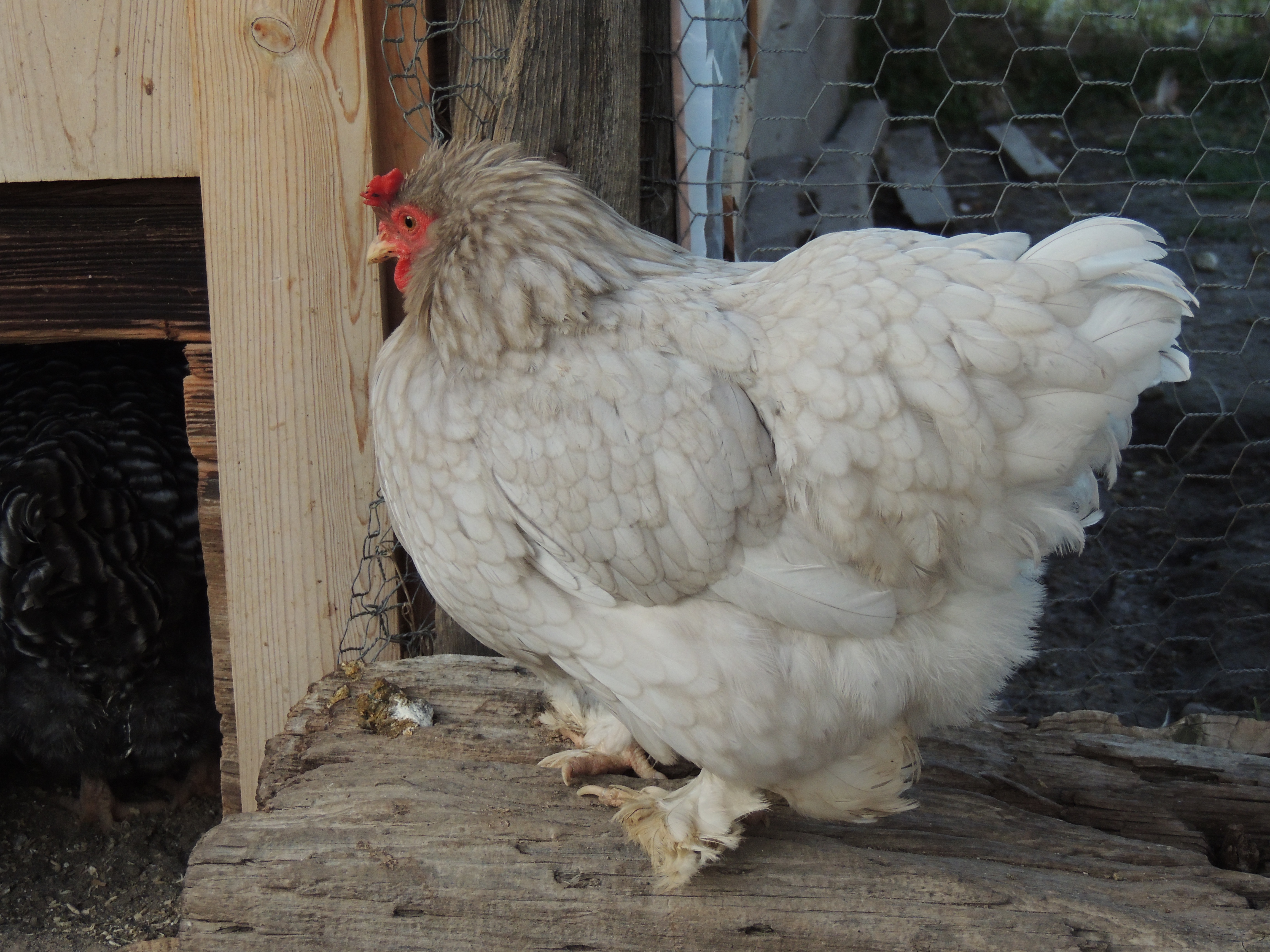 This hen always attacks my hand when I collect eggs in the evening, maybe it is a game? She is not mean.