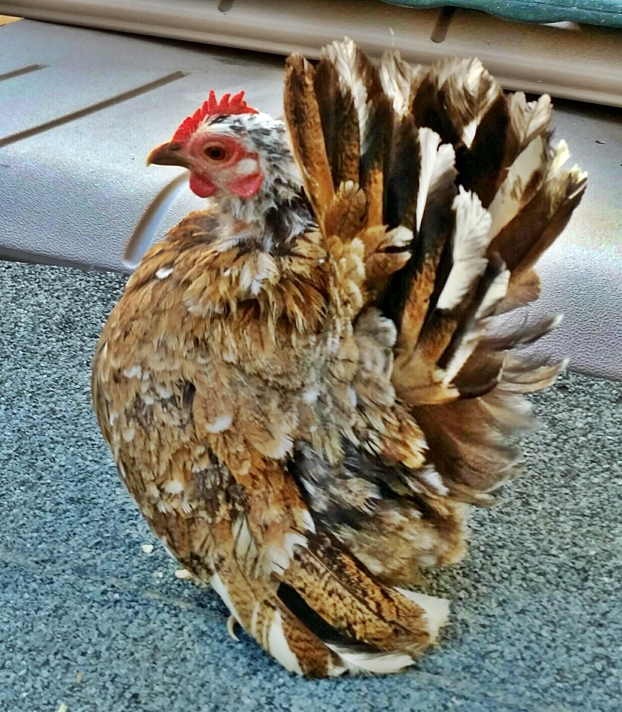 This hen is in her second full year, she has one pullet growing out that we kept from her 2015 season. This hen we purchased as an "egg" from the breeder Campbell, we have found her birds to mesh well with several of our roos. This hen was lost to egg binding Early Jan 2016..but we have her pullet from 2015..and she is even better then her mama.