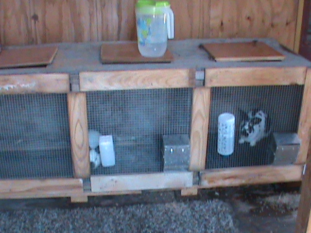 This hutch we got free from a lady down the road.  After we built ours we revamped this one for easier access and cleaning.  Black and White Male = The lady breed an English Spot Male with a Californian Female; he's huge.  The other is a male Californian.
